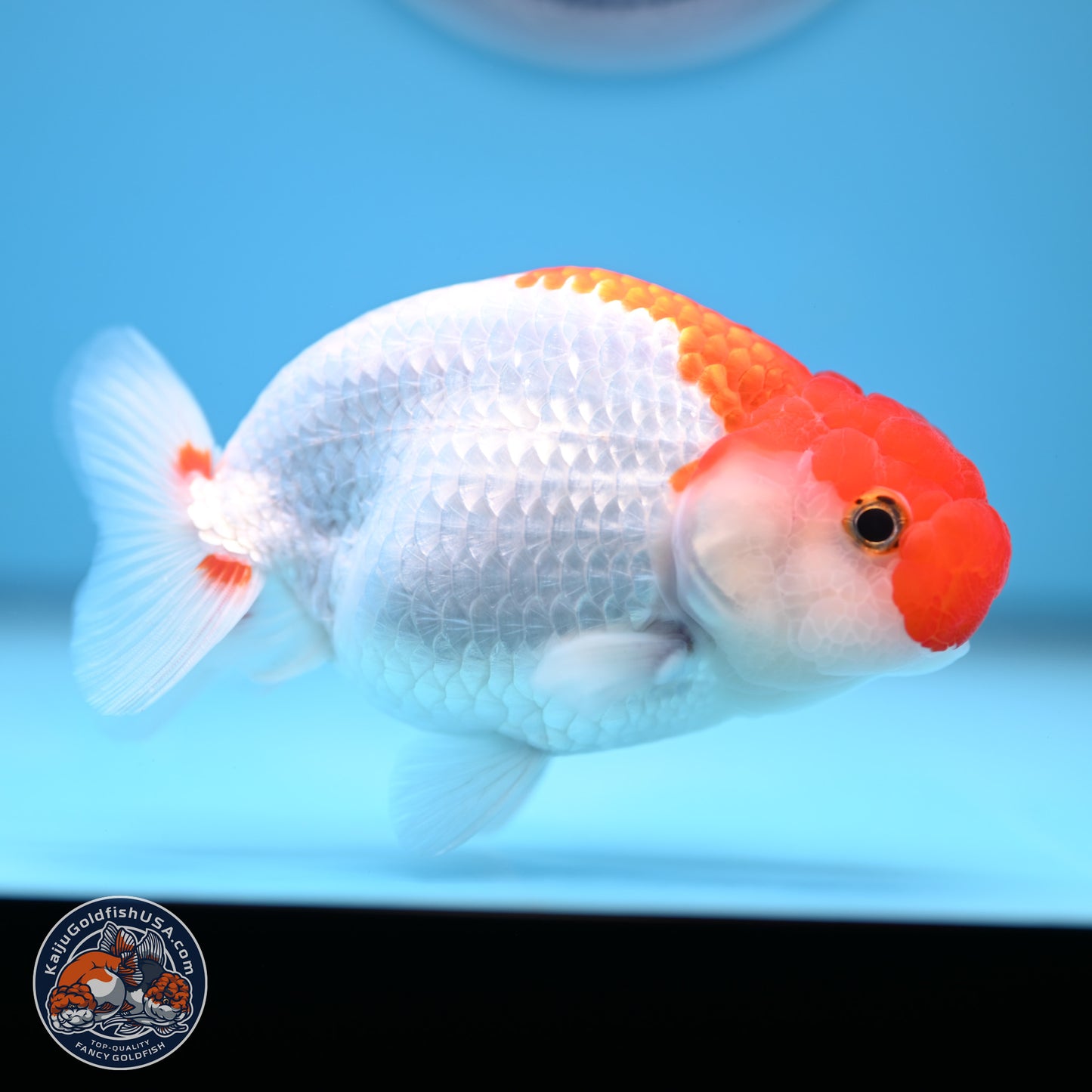 Red White Buffalo Ranchu 5 inches (241011_RC04) - Kaiju Goldfish USA
