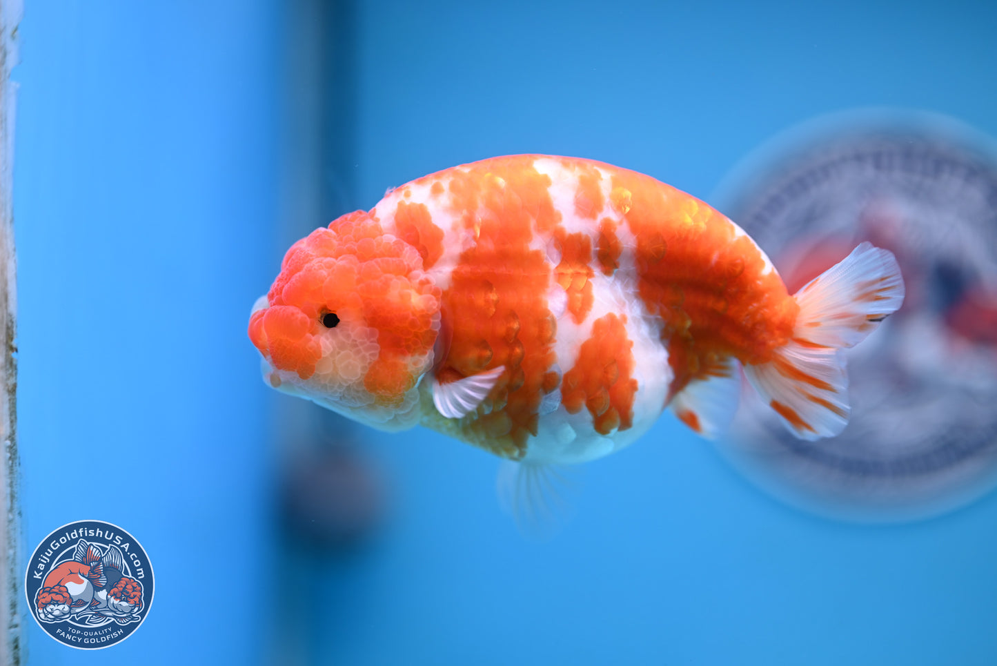 Tiny Tail Sakura Ranchu 5 inches (241018_RC04) - Kaiju Goldfish USA