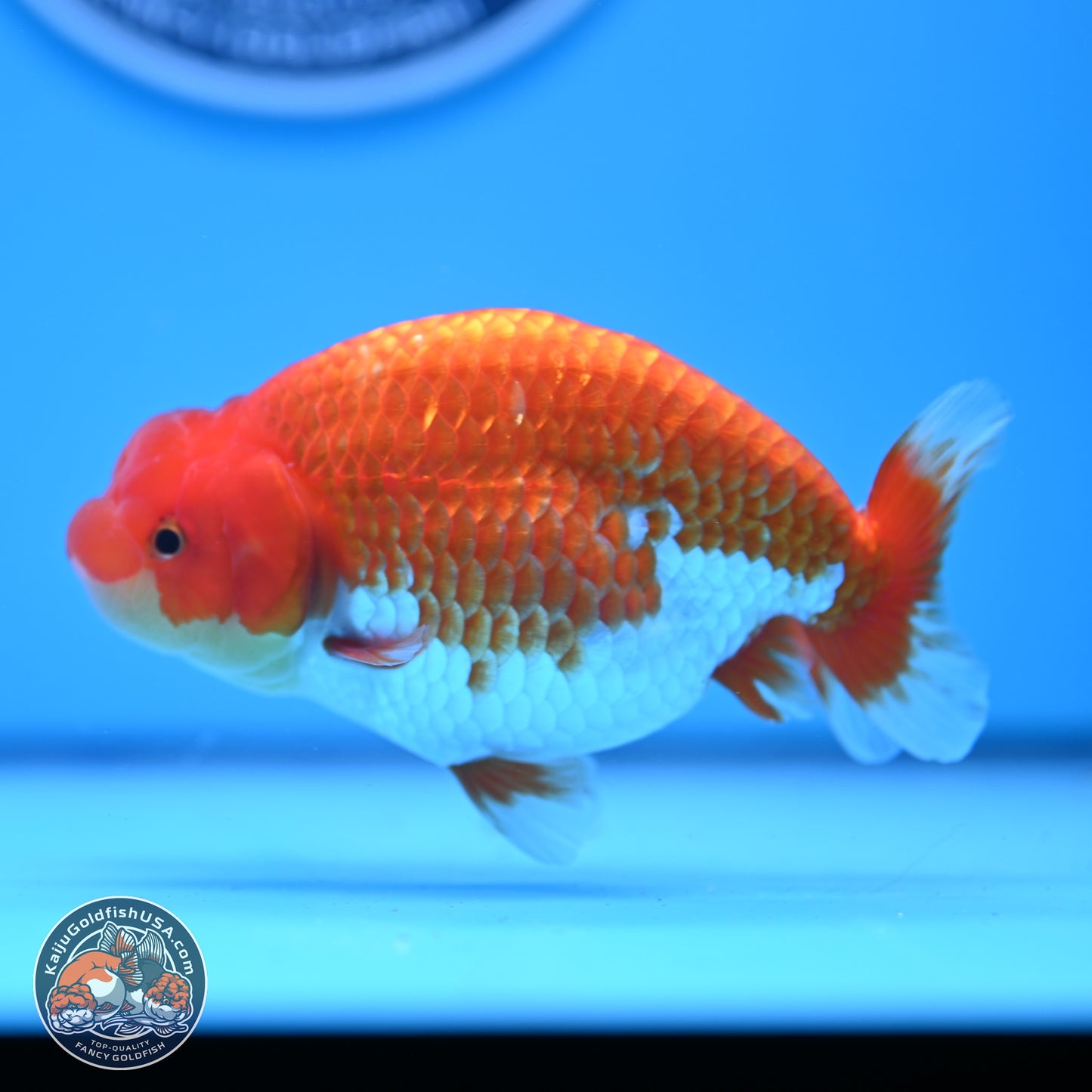 Red White Buffalo Ranchu 4.75in Body (240802_RC04) - Kaiju Goldfish USA