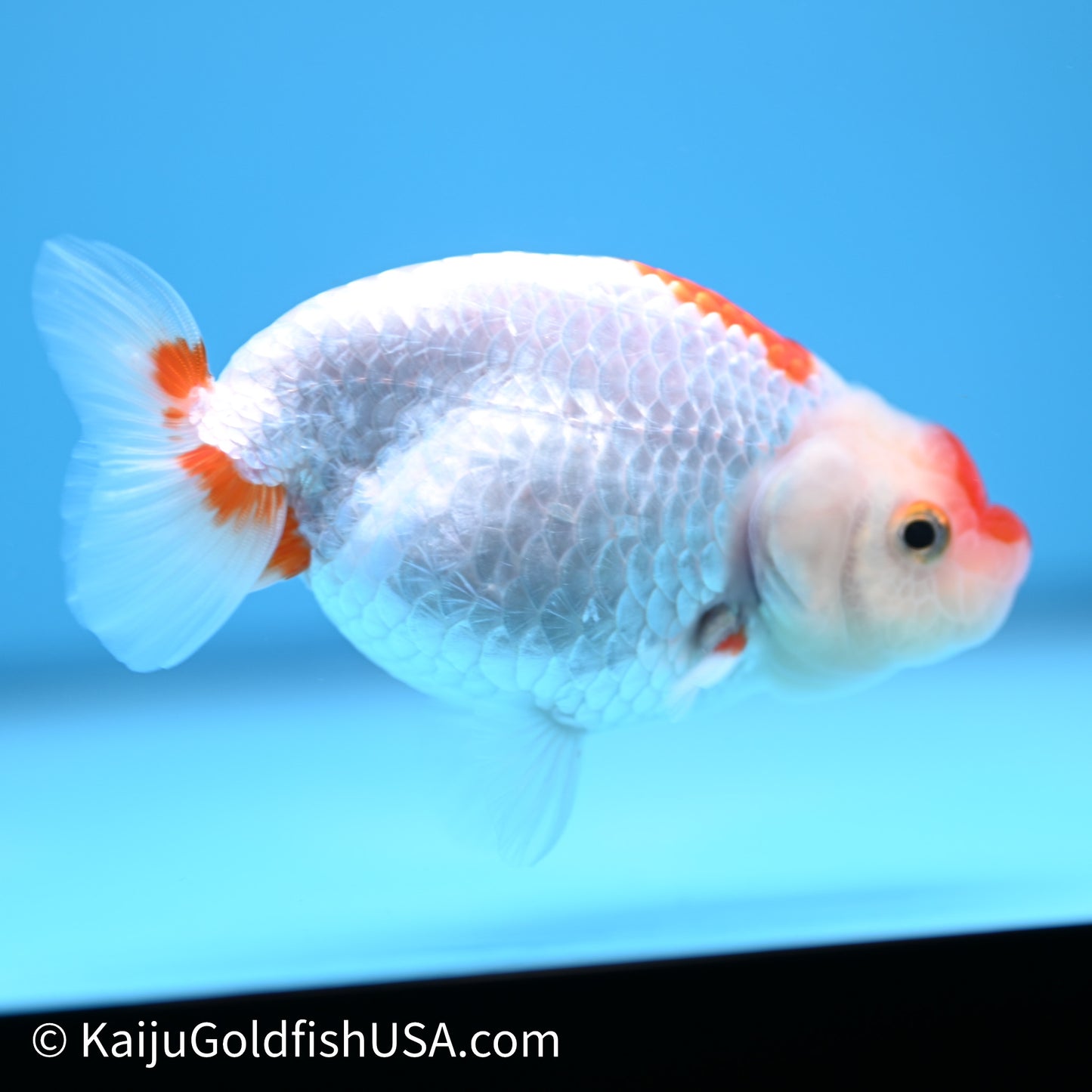Red White Buffalo Ranchu 3.75in Body (240621_RC04) - Kaiju Goldfish USA