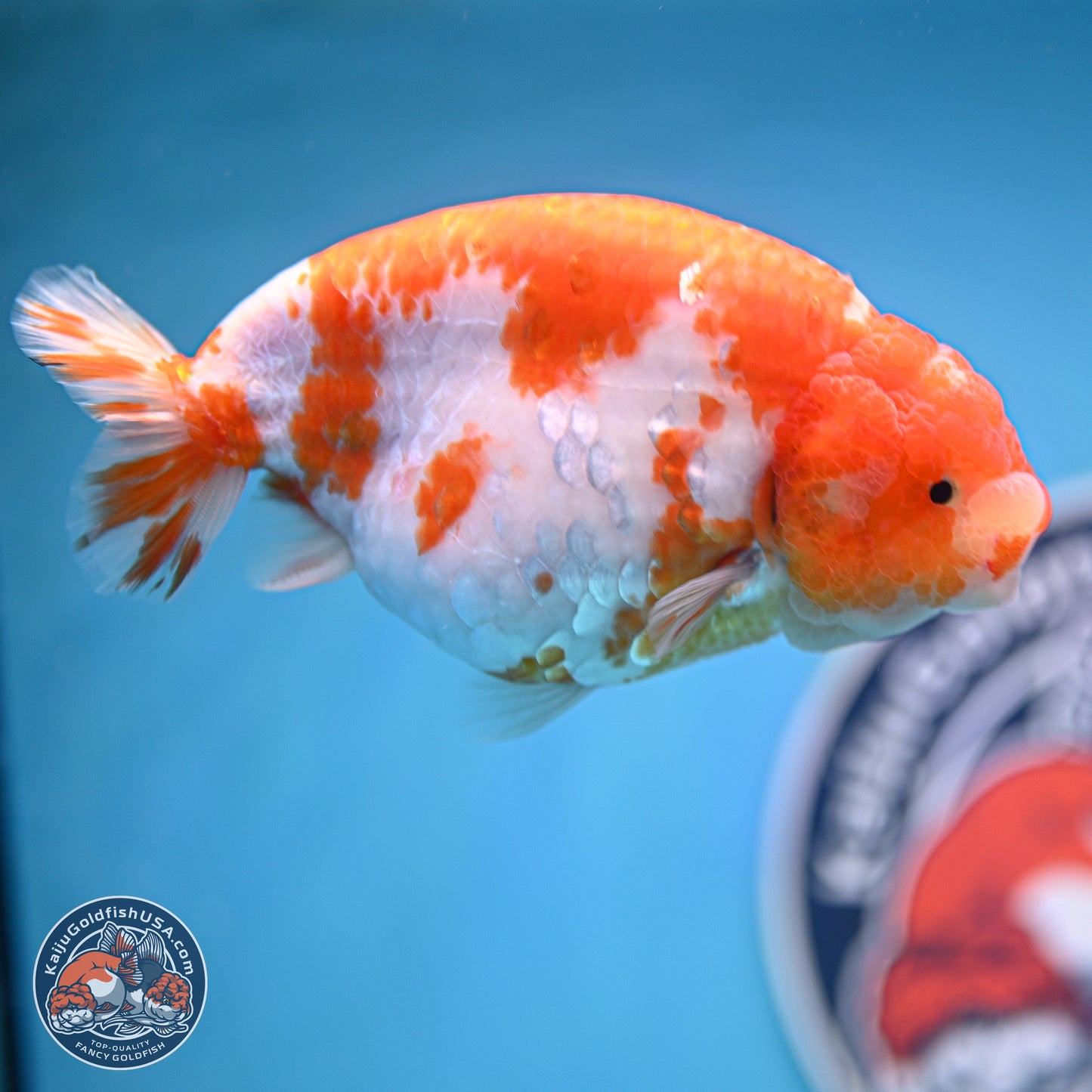 Tiny Tail Sakura Ranchu 5 inches (241018_RC04) - Kaiju Goldfish USA