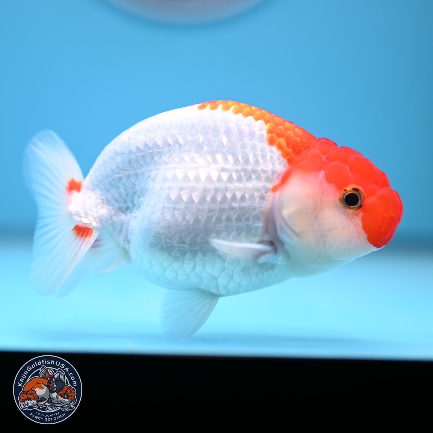 Red White Buffalo Ranchu 5 inches (241011_RC04) - Kaiju Goldfish USA