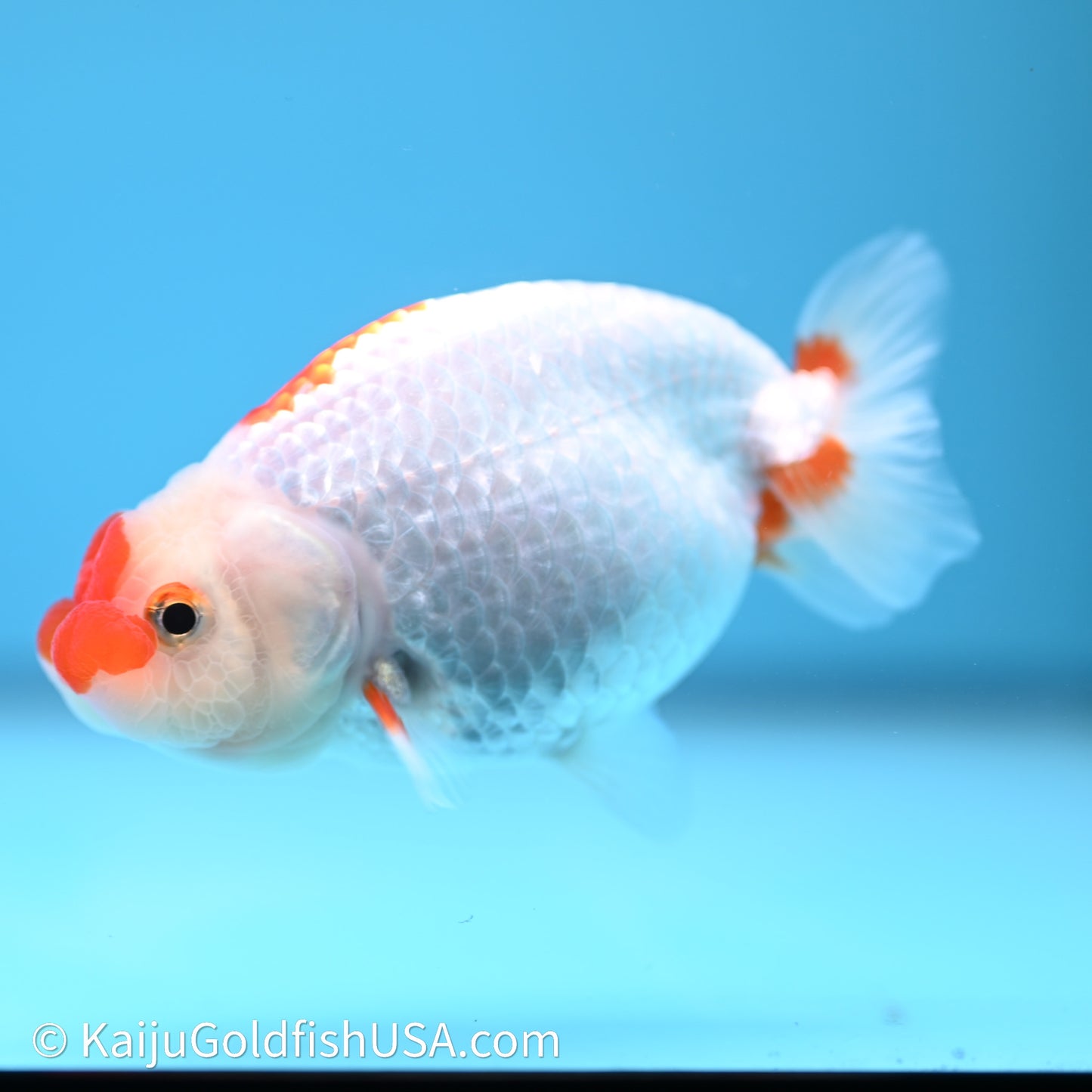 Red White Buffalo Ranchu 3.75in Body (240621_RC04) - Kaiju Goldfish USA