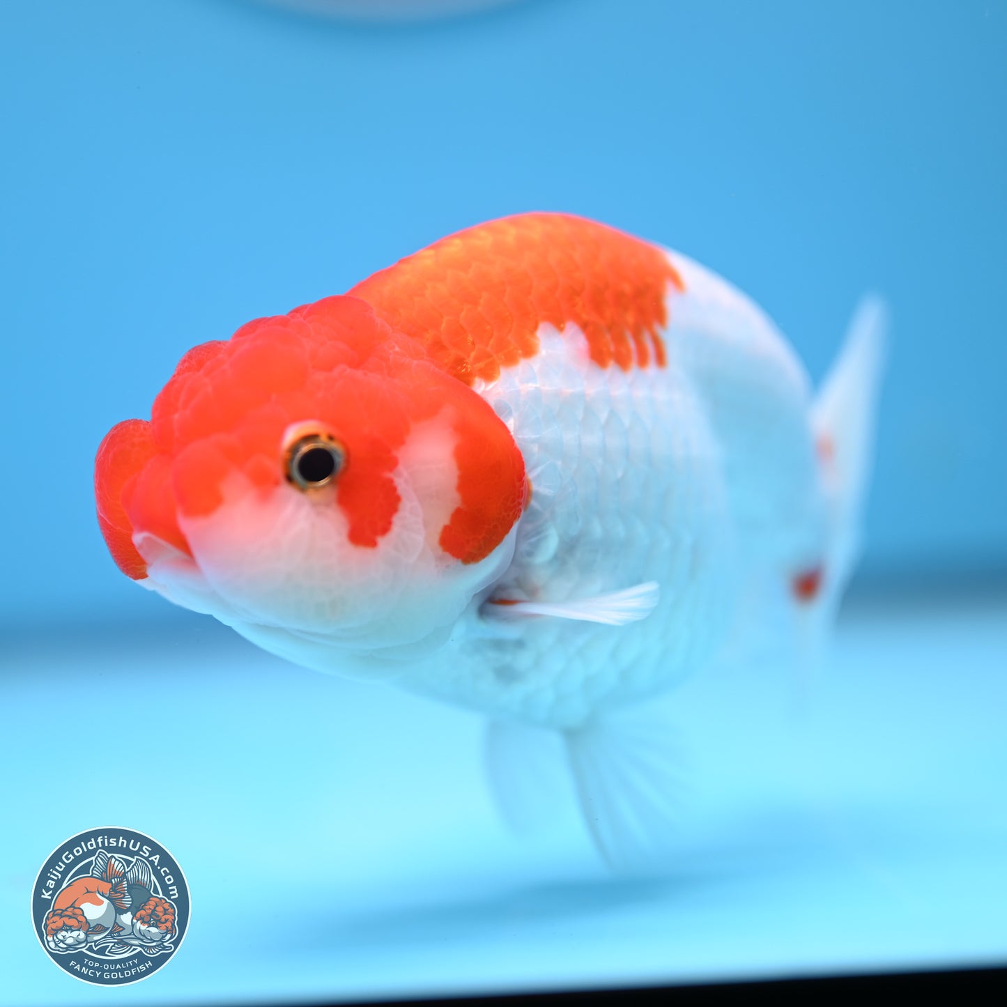 Red White Buffalo Ranchu 5 inches (241011_RC04) - Kaiju Goldfish USA