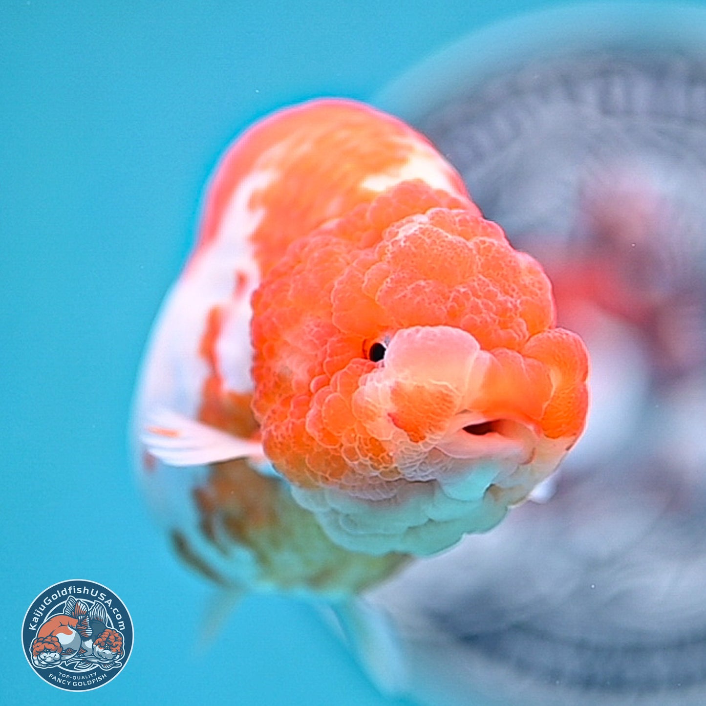 Tiny Tail Sakura Ranchu 5 inches (241018_RC04) - Kaiju Goldfish USA
