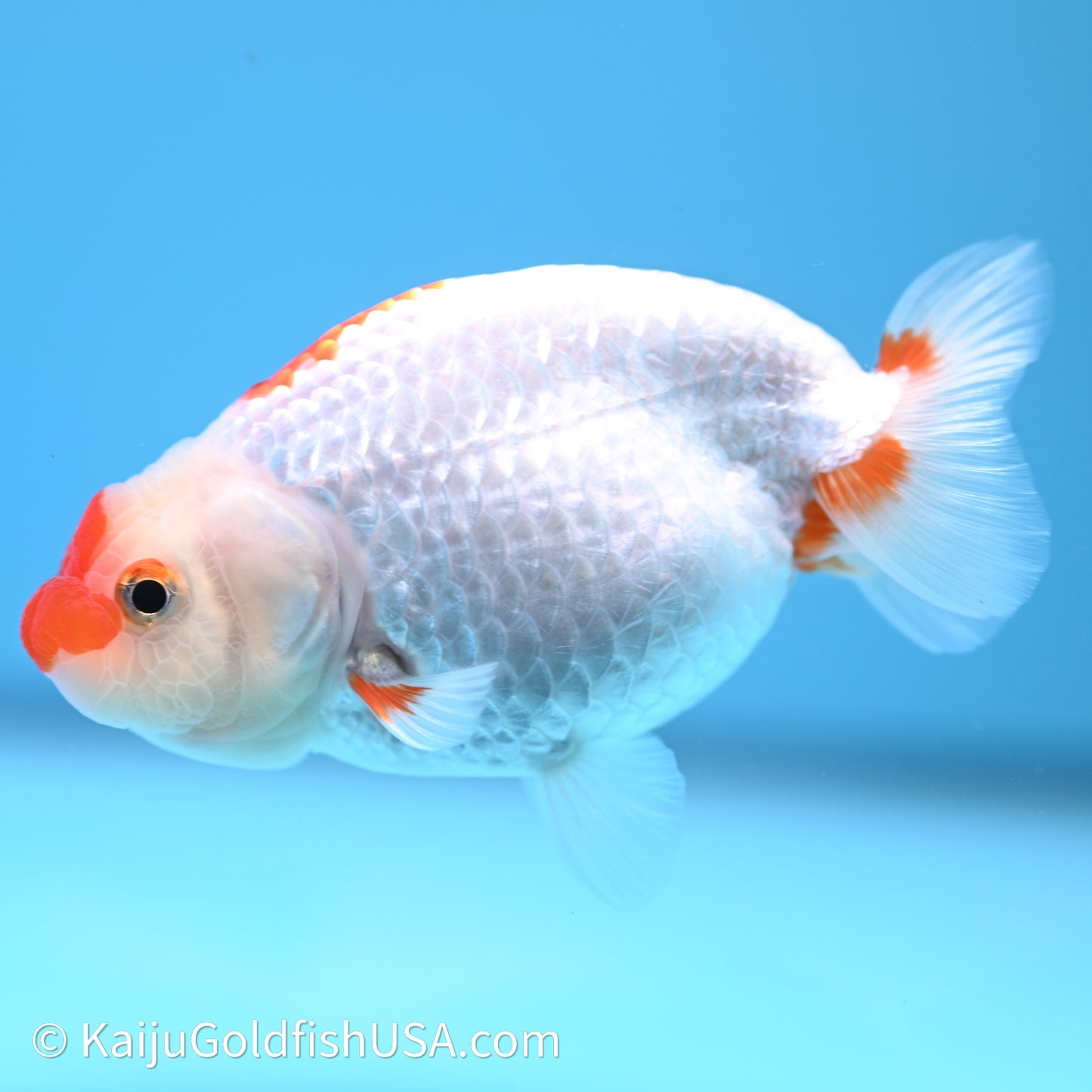 Red White Buffalo Ranchu 3.75in Body (240621_RC04) - Kaiju Goldfish USA