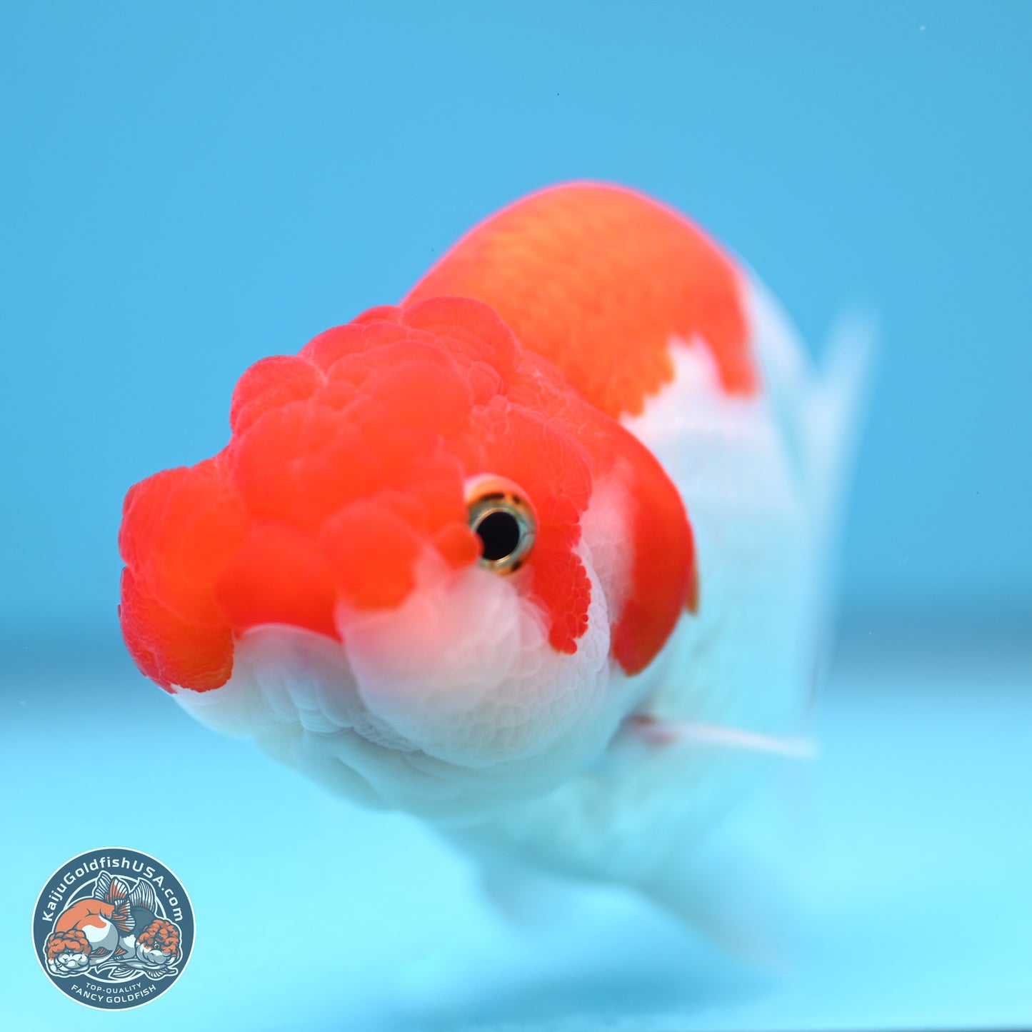 Red White Buffalo Ranchu 5 inches (241011_RC04) - Kaiju Goldfish USA