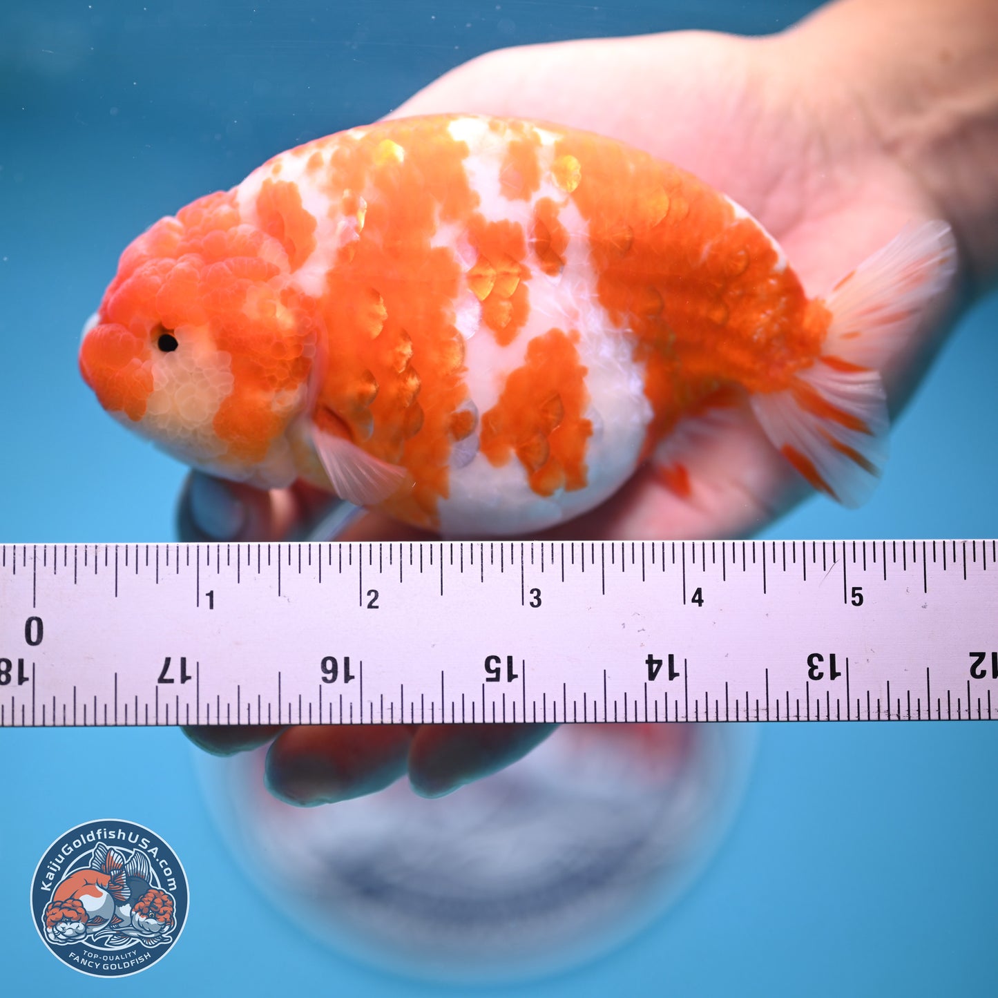 Tiny Tail Sakura Ranchu 5 inches (241018_RC04) - Kaiju Goldfish USA