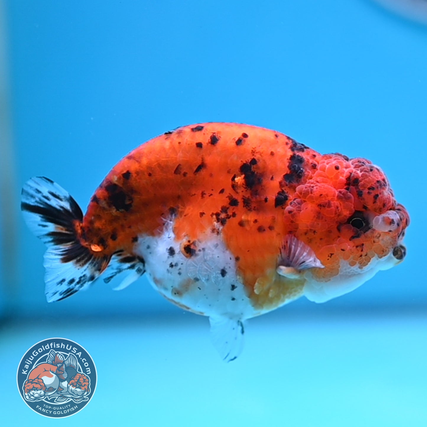 Calico Ranchu 4 inches Body (250516_RC04)