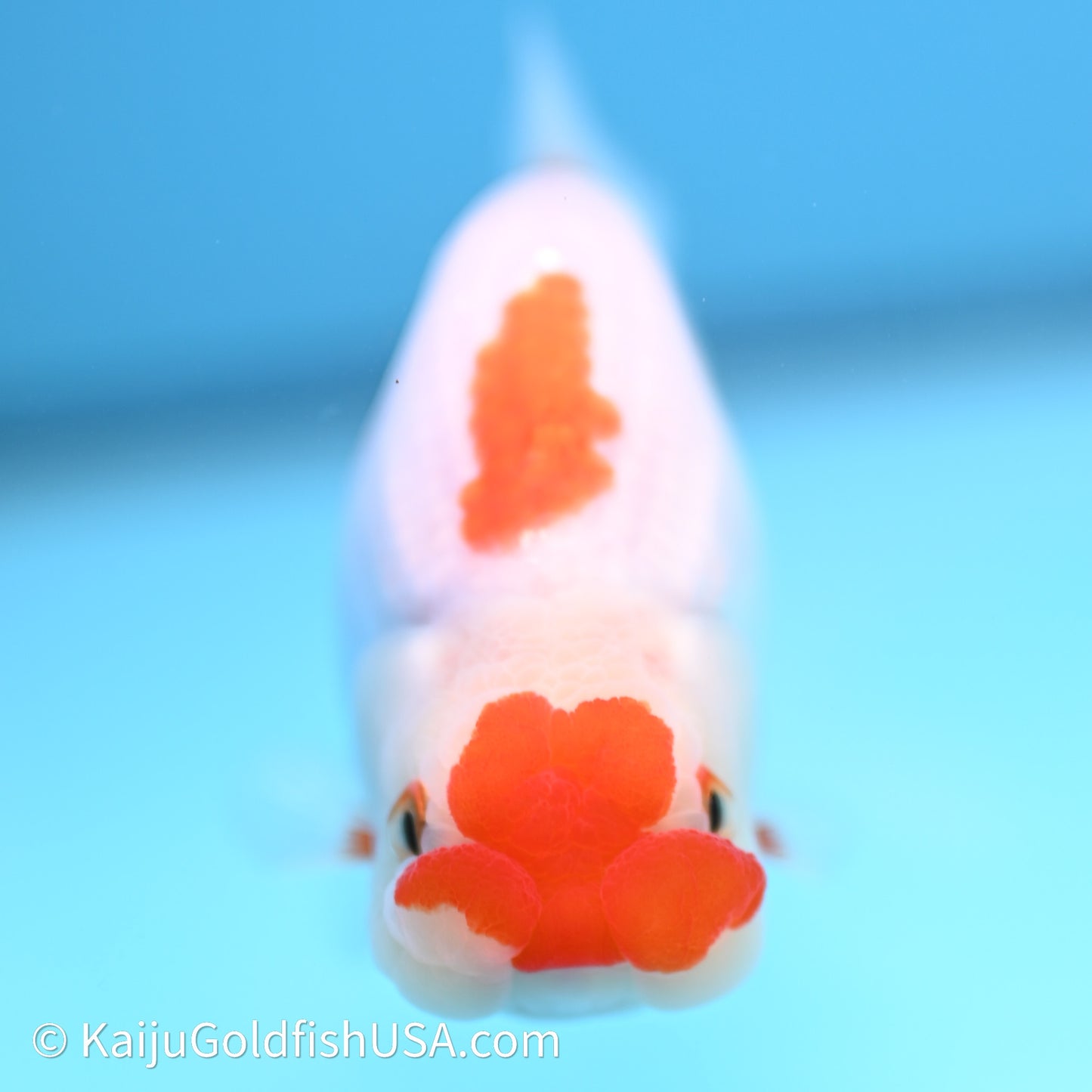 Red White Buffalo Ranchu 3.75in Body (240621_RC04) - Kaiju Goldfish USA