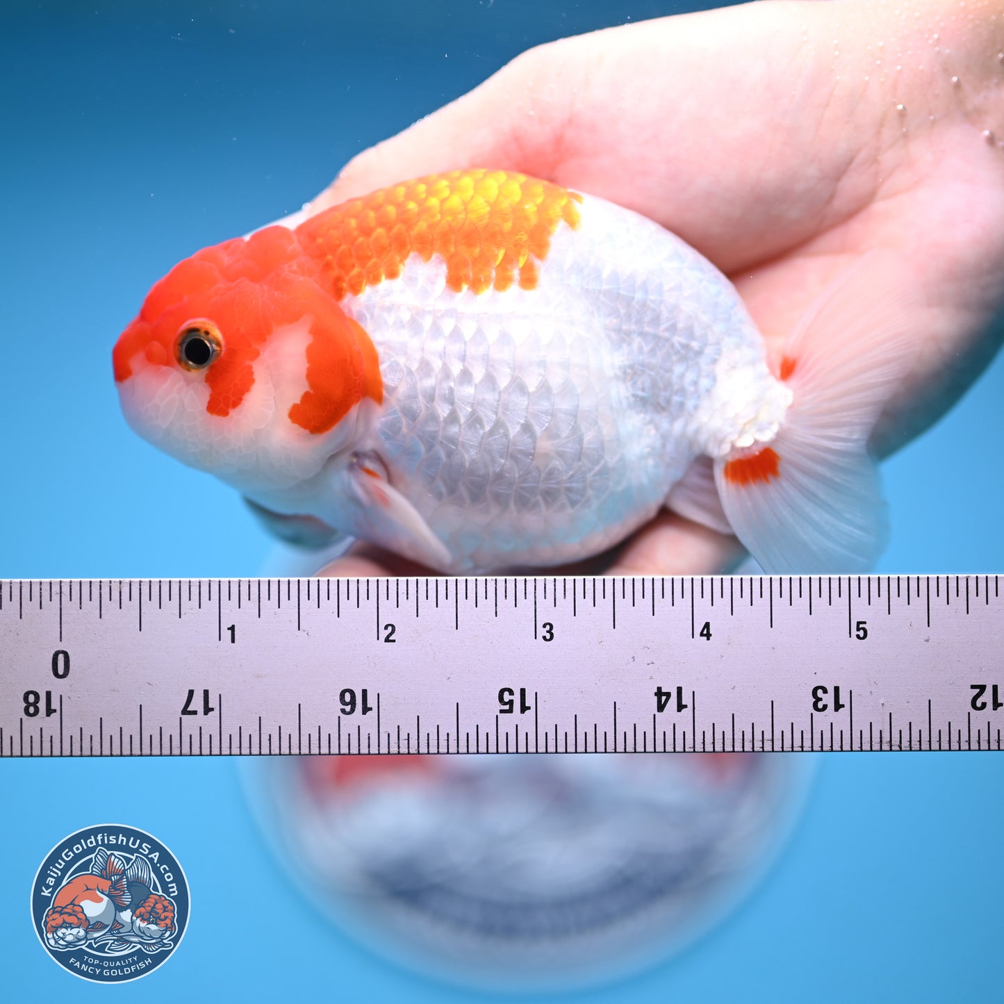 Red White Buffalo Ranchu 5 inches (241011_RC04) - Kaiju Goldfish USA