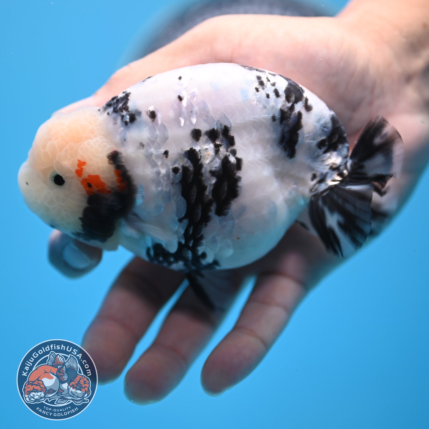 Tricolor Ranchu 4.5 inches Body (250509_RC04)