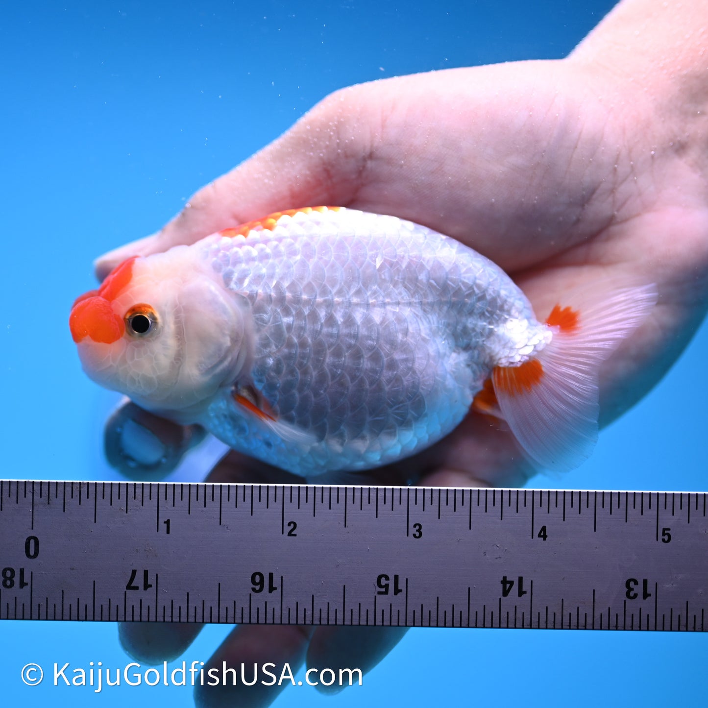 Red White Buffalo Ranchu 3.75in Body (240621_RC04) - Kaiju Goldfish USA