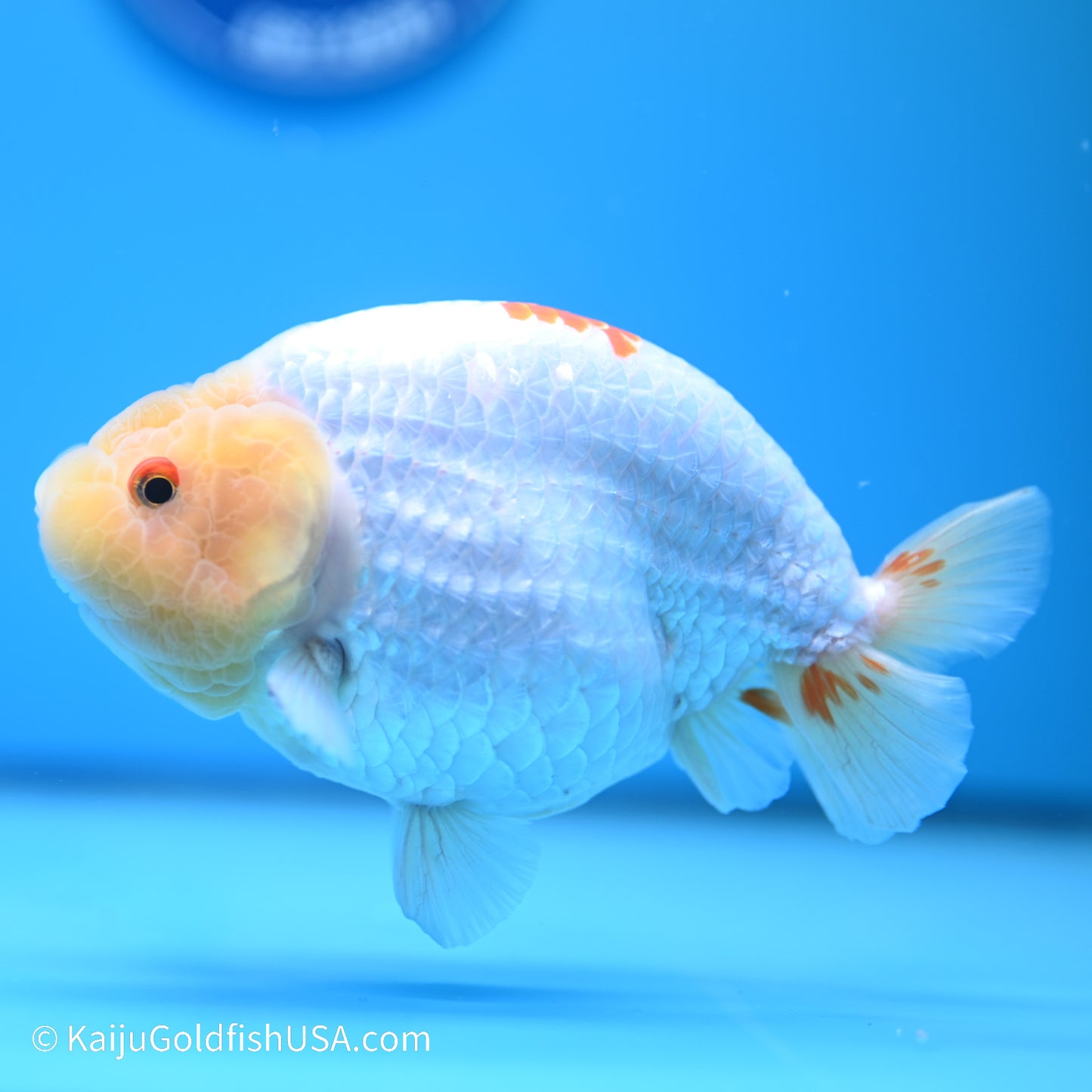 Rabbit Eye Red White Buffalo Ranchu 4.5in body (240524_RC04) - Kaiju Goldfish USA