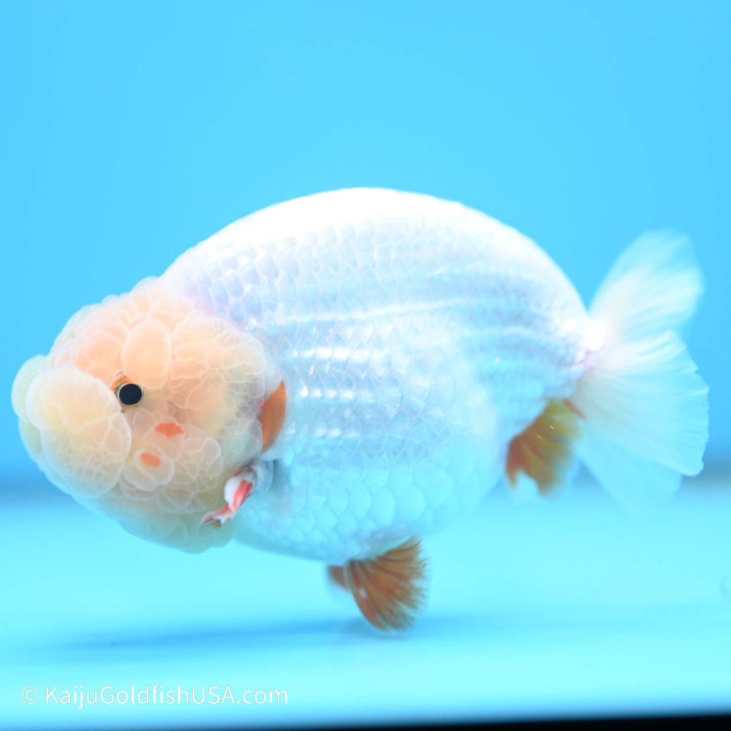 Red White Buffalo Ranchu 5 inches (240517_RC04) - Kaiju Goldfish USA