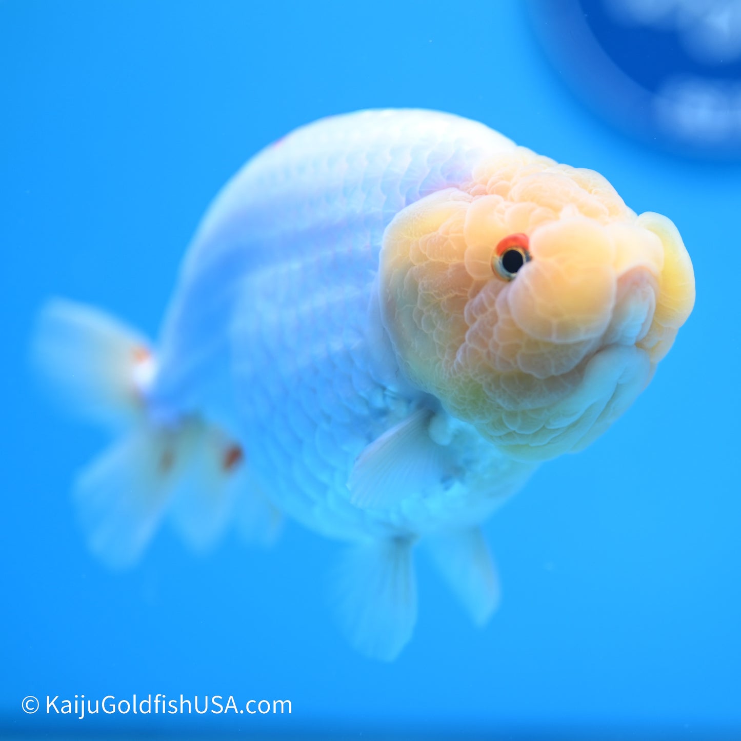 Rabbit Eye Red White Buffalo Ranchu 4.5in body (240524_RC04) - Kaiju Goldfish USA