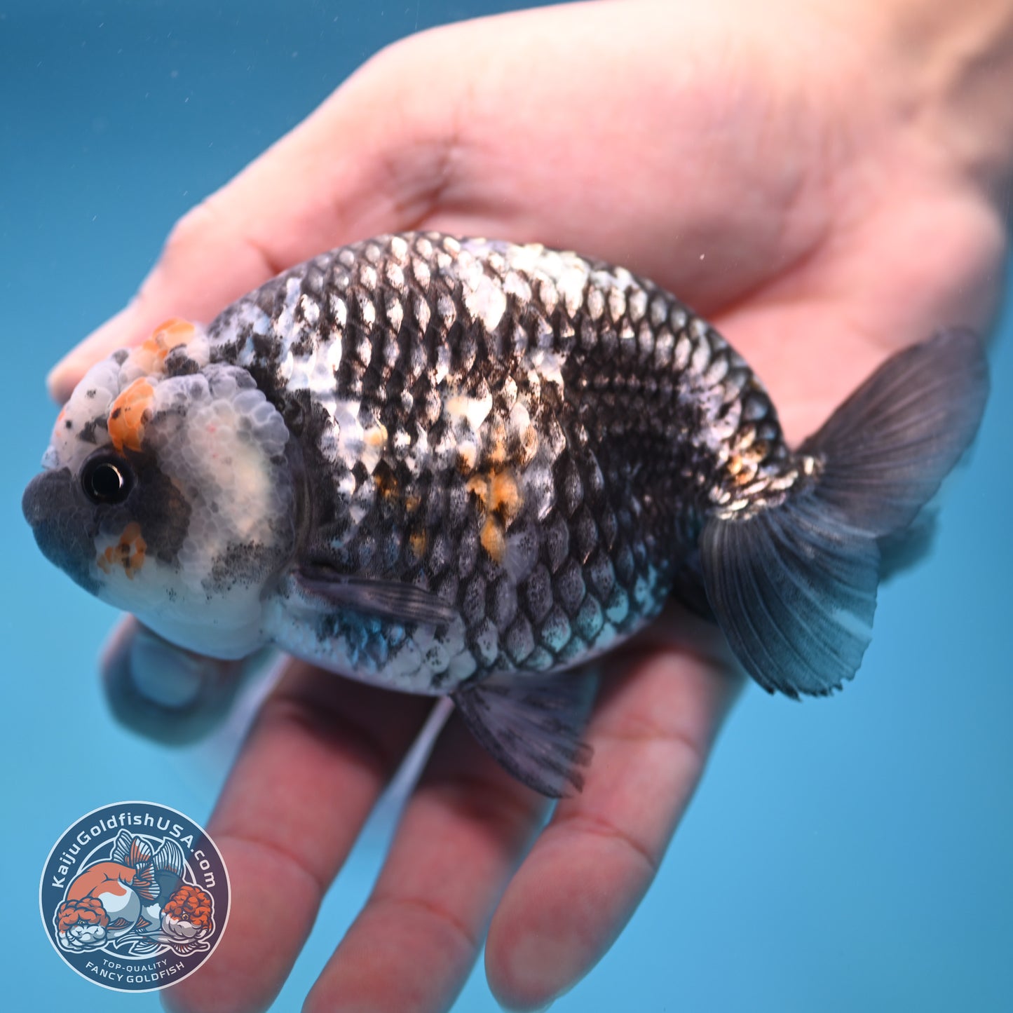 Metallic Heavy Ink Ranchu 4 inch Body (250905_RC04)