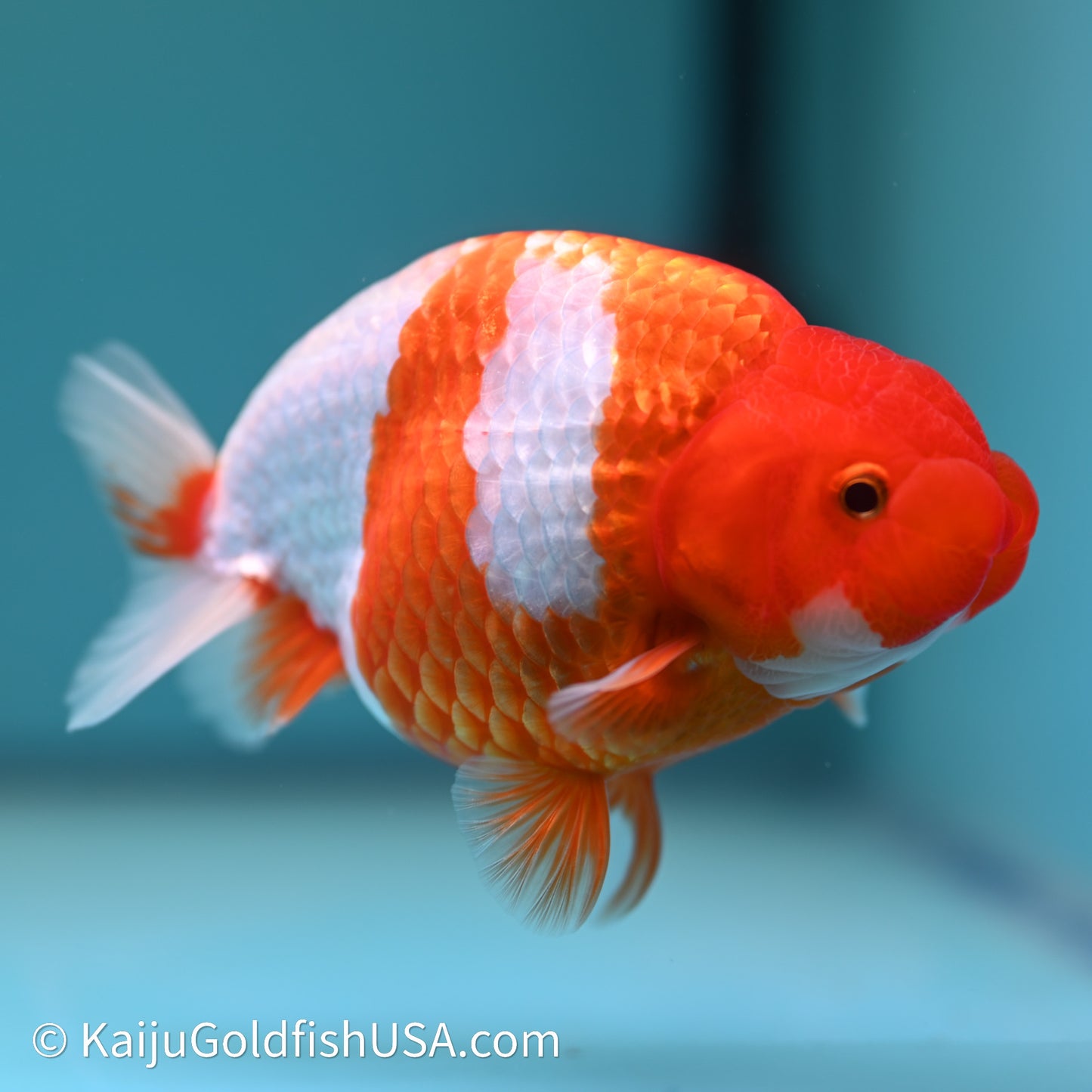 Red White Buffalo Ranchu 4in Body (240614_RC04) - Kaiju Goldfish USA