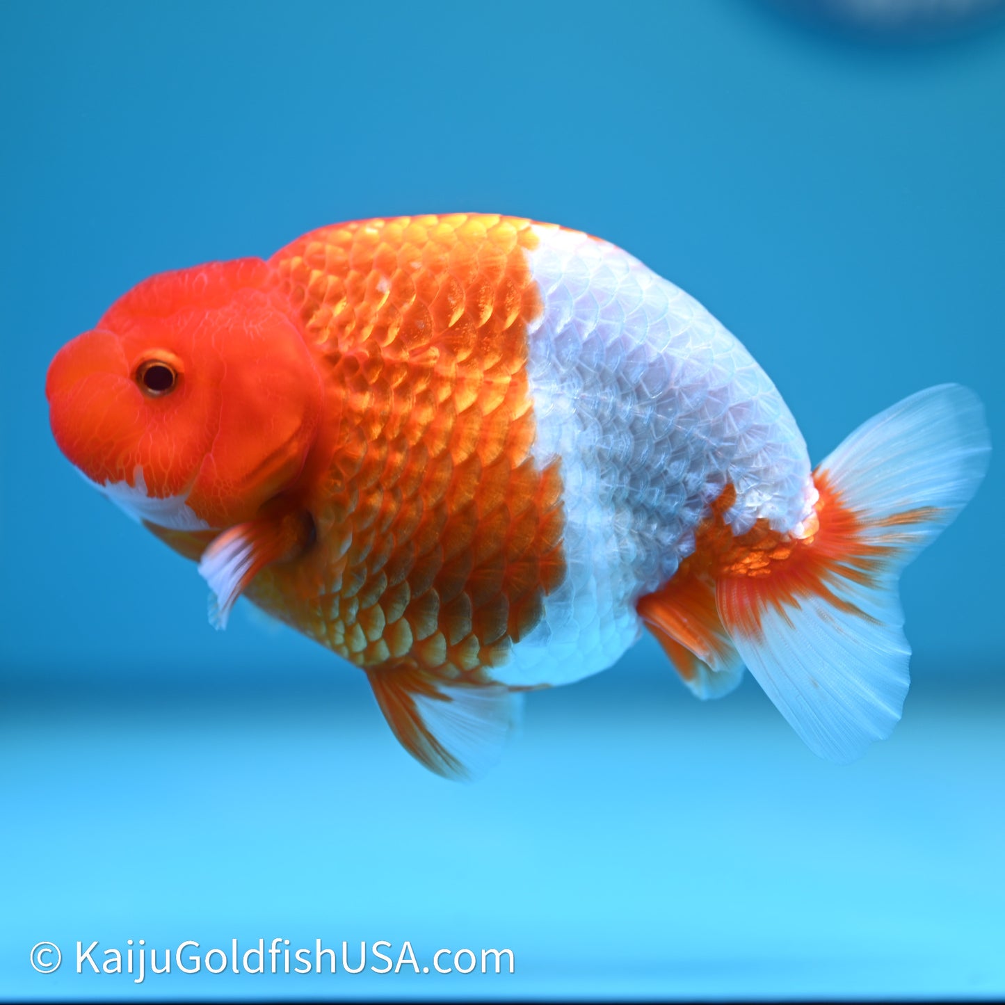 Red White Buffalo Ranchu 4in Body (240614_RC04) - Kaiju Goldfish USA