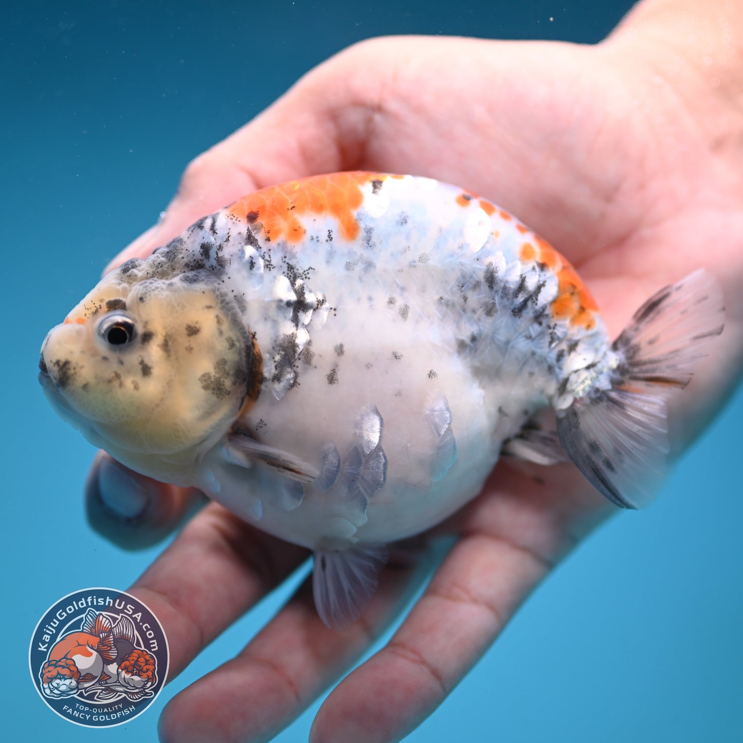 Tricolor Sakura Ranchu 4 inch Body (250822_RC04)