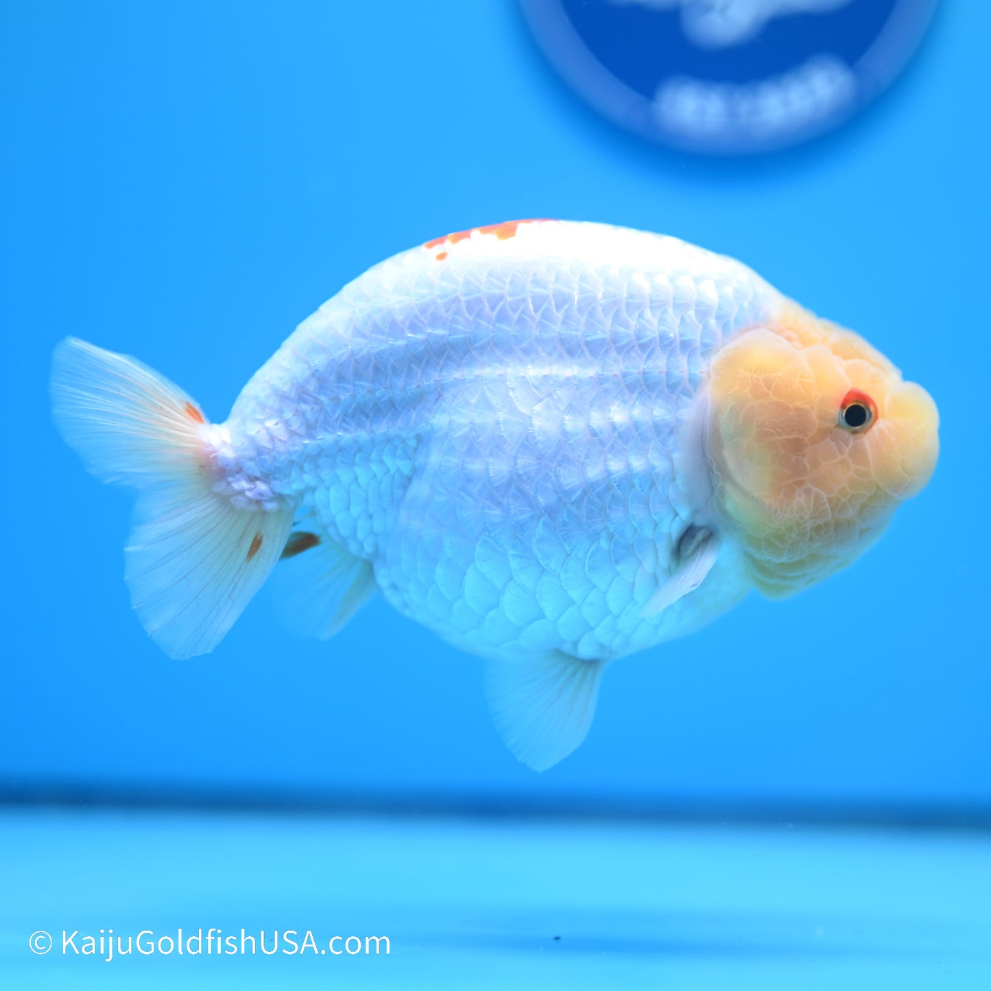 Rabbit Eye Red White Buffalo Ranchu 4.5in body (240524_RC04) - Kaiju Goldfish USA