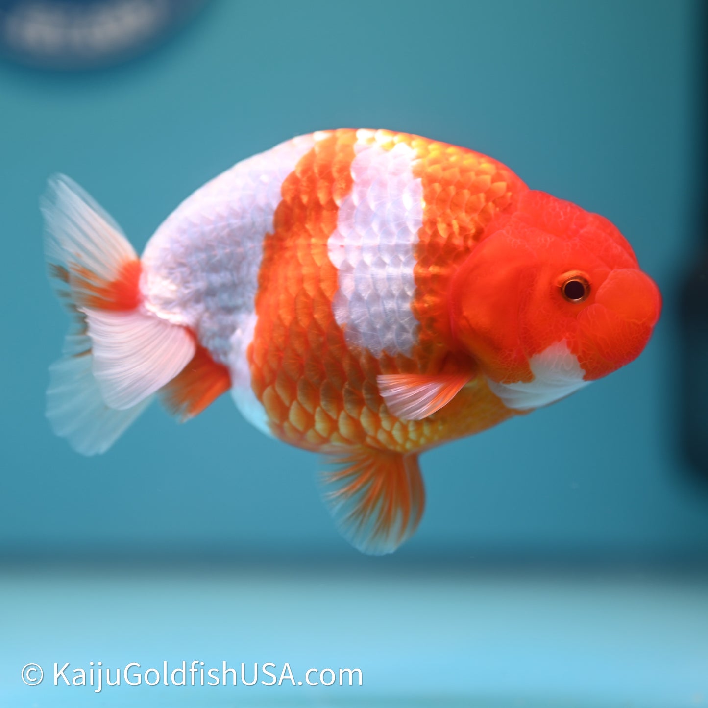 Red White Buffalo Ranchu 4in Body (240614_RC04) - Kaiju Goldfish USA
