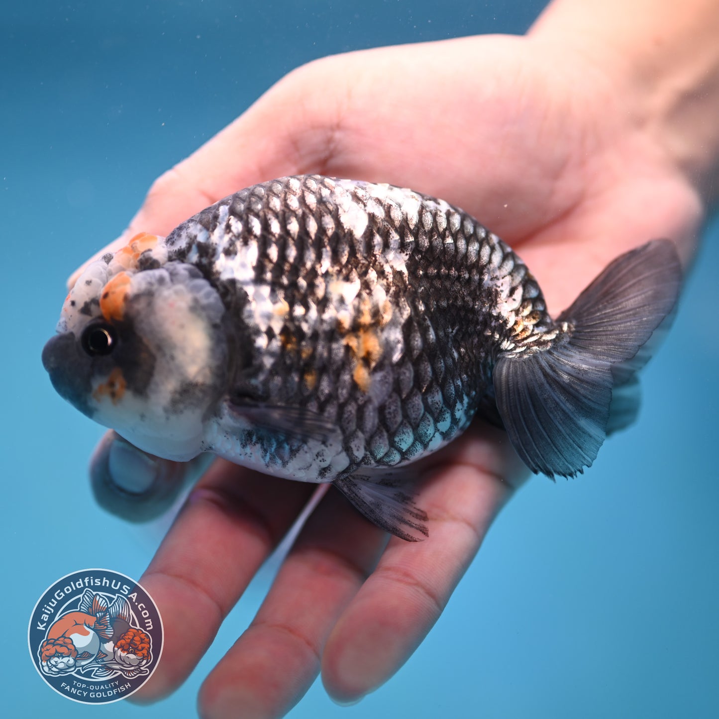 Metallic Heavy Ink Ranchu 4 inch Body (250905_RC04)