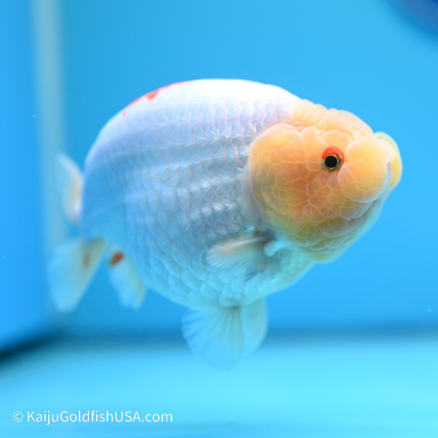 Rabbit Eye Red White Buffalo Ranchu 4.5in body (240524_RC04) - Kaiju Goldfish USA
