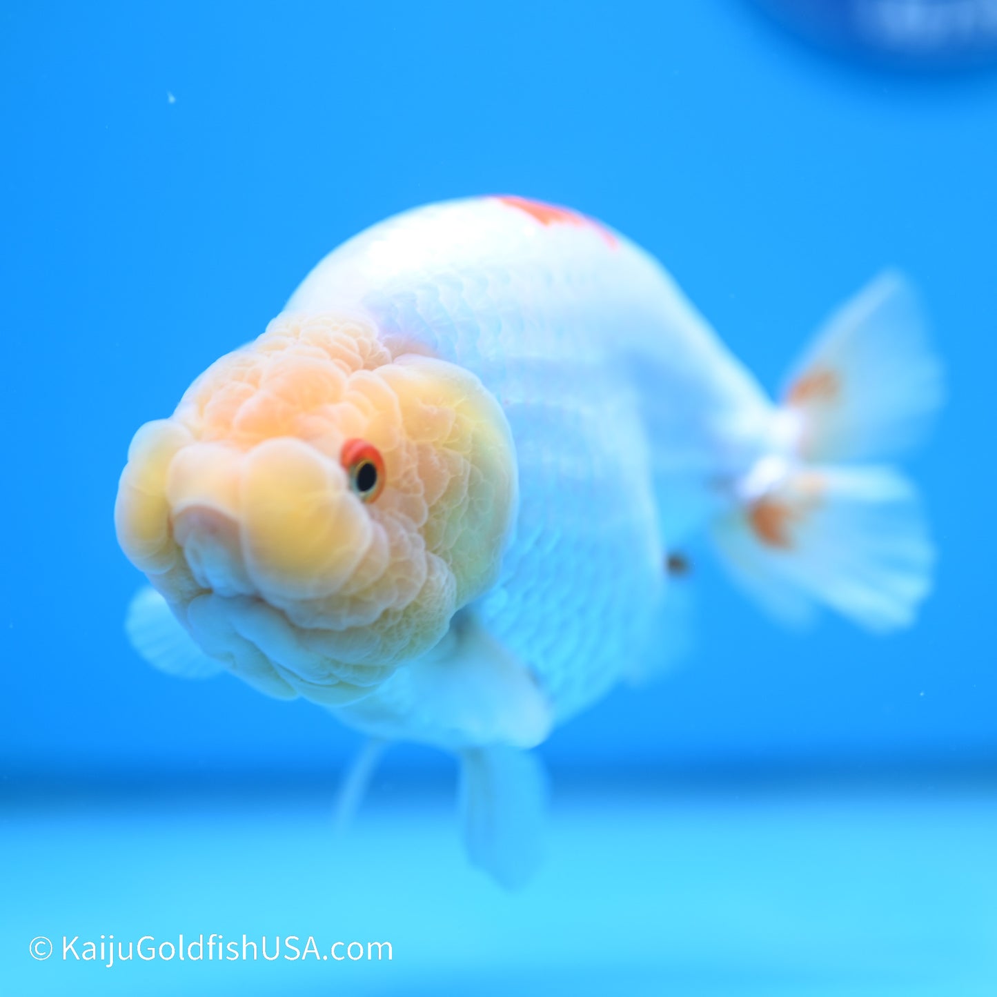 Rabbit Eye Red White Buffalo Ranchu 4.5in body (240524_RC04) - Kaiju Goldfish USA