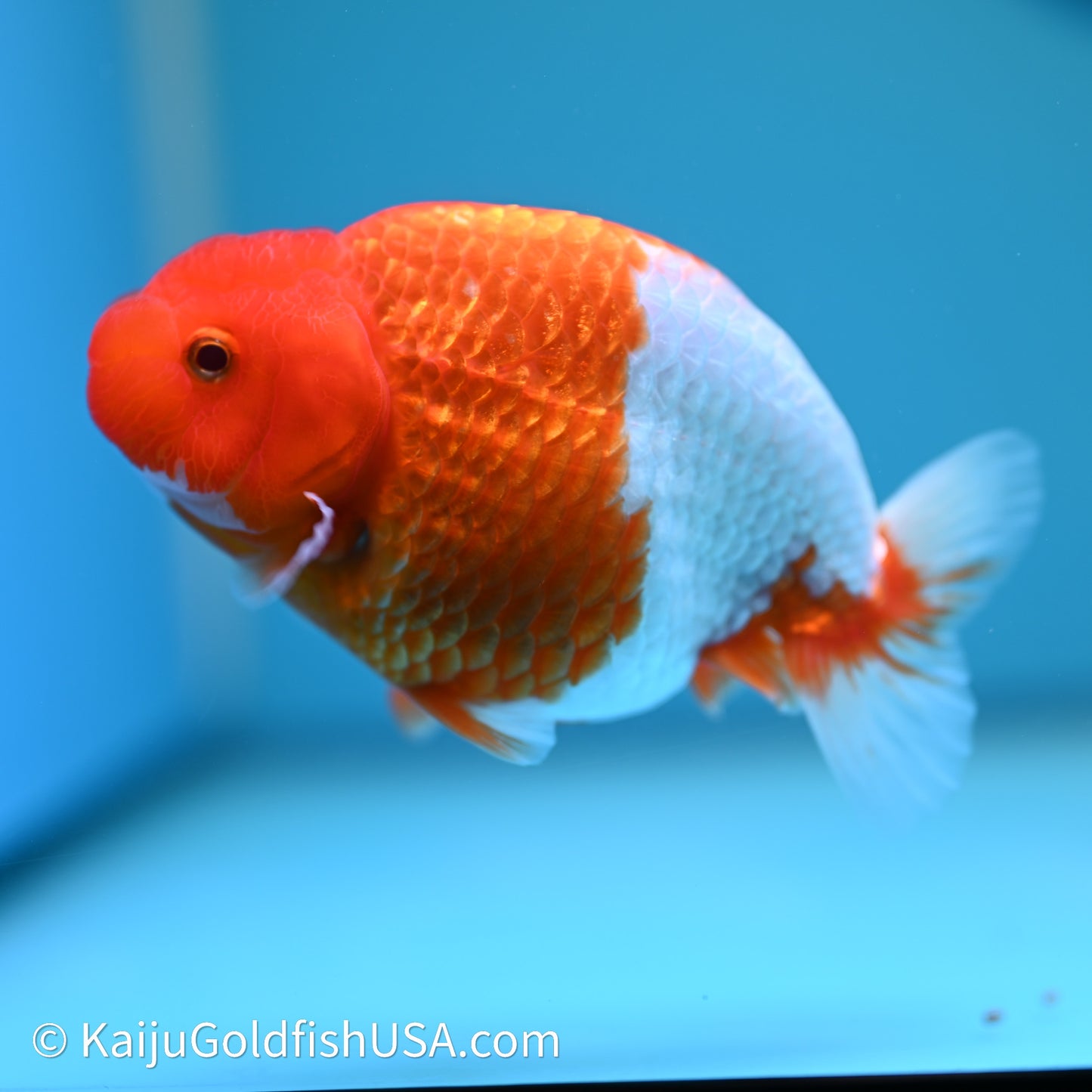 Red White Buffalo Ranchu 4in Body (240614_RC04) - Kaiju Goldfish USA