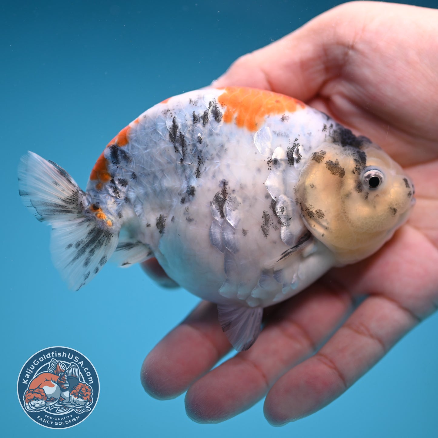 Tricolor Sakura Ranchu 4 inch Body (250822_RC04)