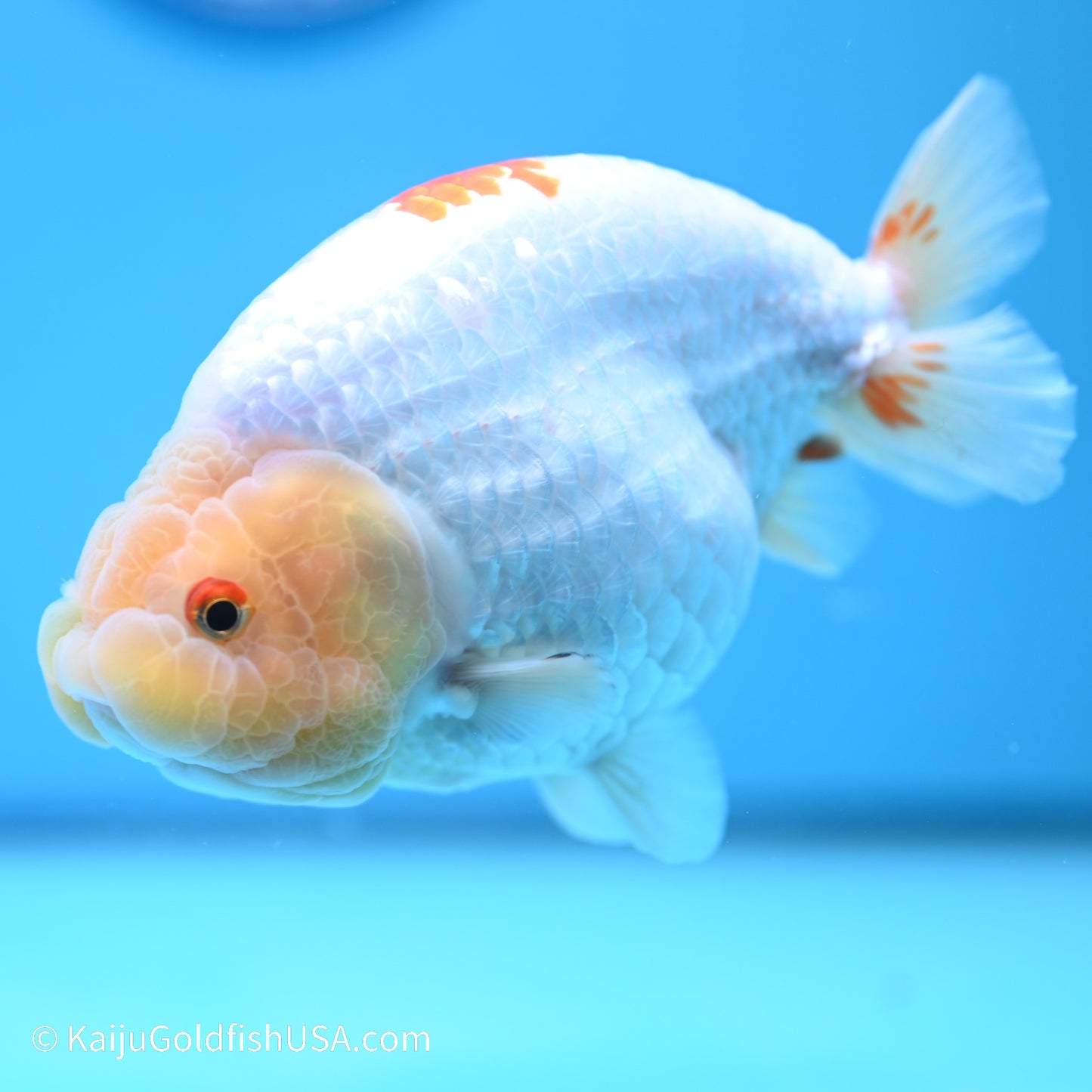 Rabbit Eye Red White Buffalo Ranchu 4.5in body (240524_RC04) - Kaiju Goldfish USA