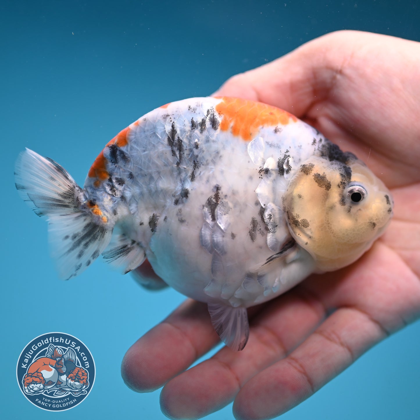 Tricolor Sakura Ranchu 4 inch Body (250822_RC04)