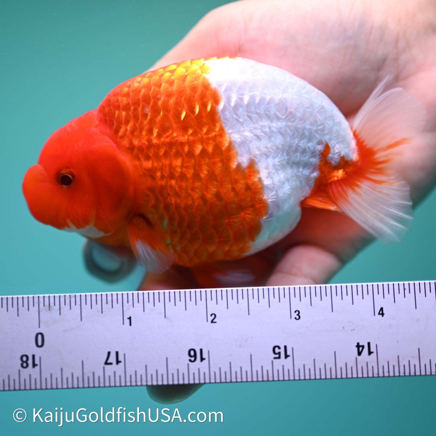 Red White Buffalo Ranchu 4in Body (240614_RC04) - Kaiju Goldfish USA
