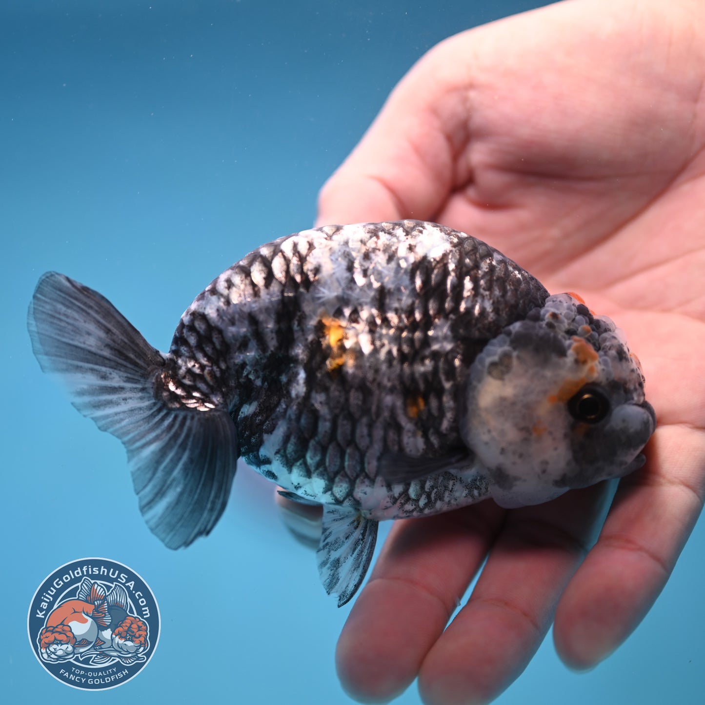 Metallic Heavy Ink Ranchu 4 inch Body (250905_RC04)