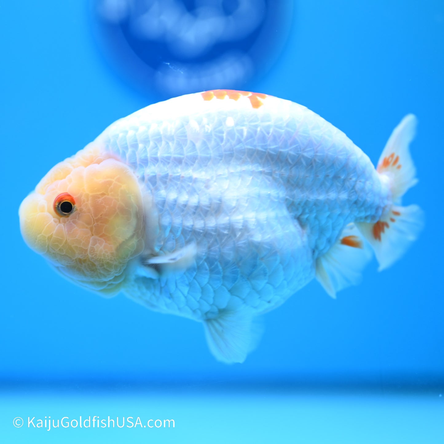 Rabbit Eye Red White Buffalo Ranchu 4.5in body (240524_RC04) - Kaiju Goldfish USA