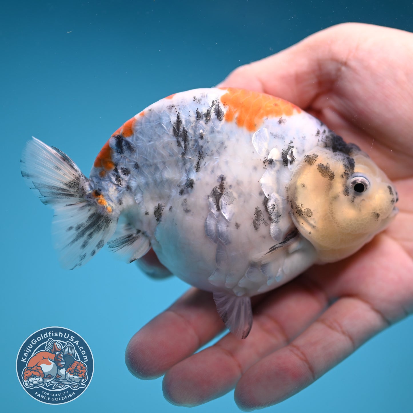 Tricolor Sakura Ranchu 4 inch Body (250822_RC04)