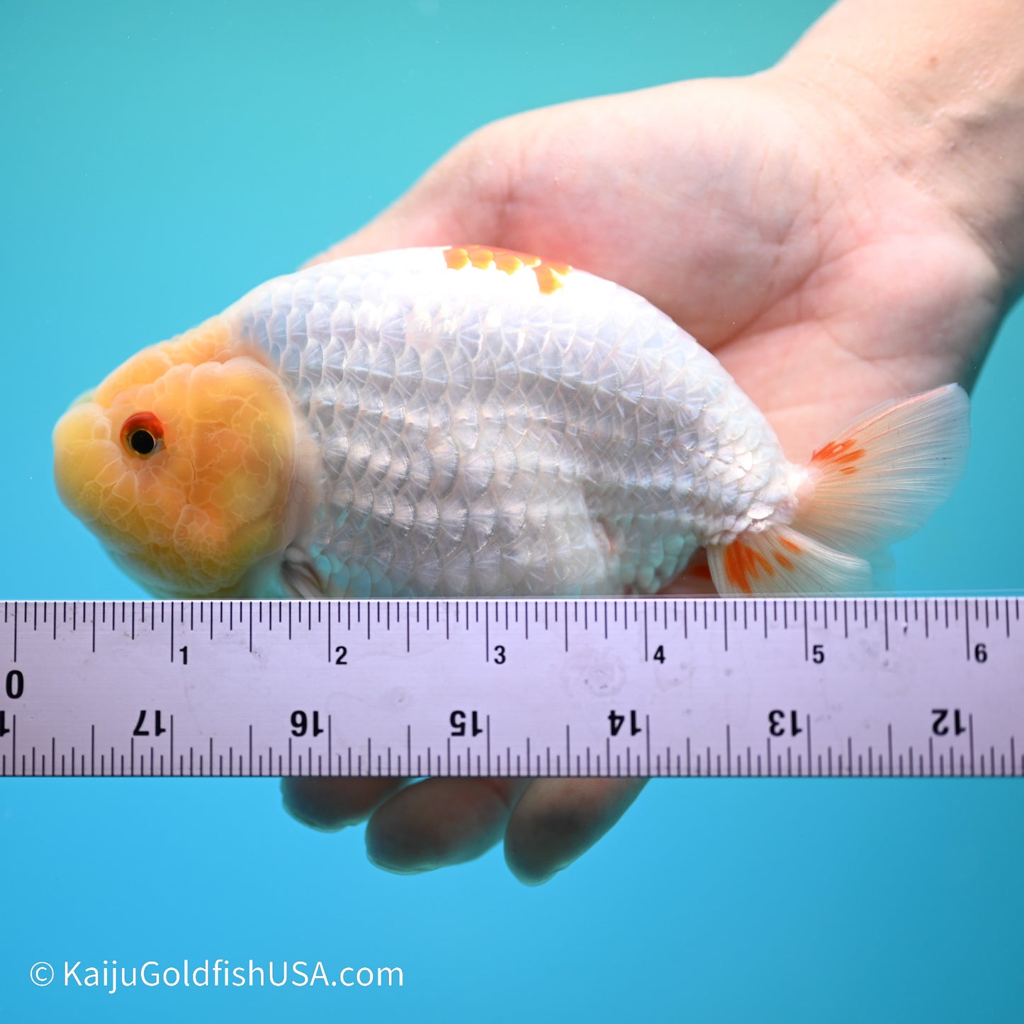 Rabbit Eye Red White Buffalo Ranchu 4.5in body (240524_RC04) - Kaiju Goldfish USA
