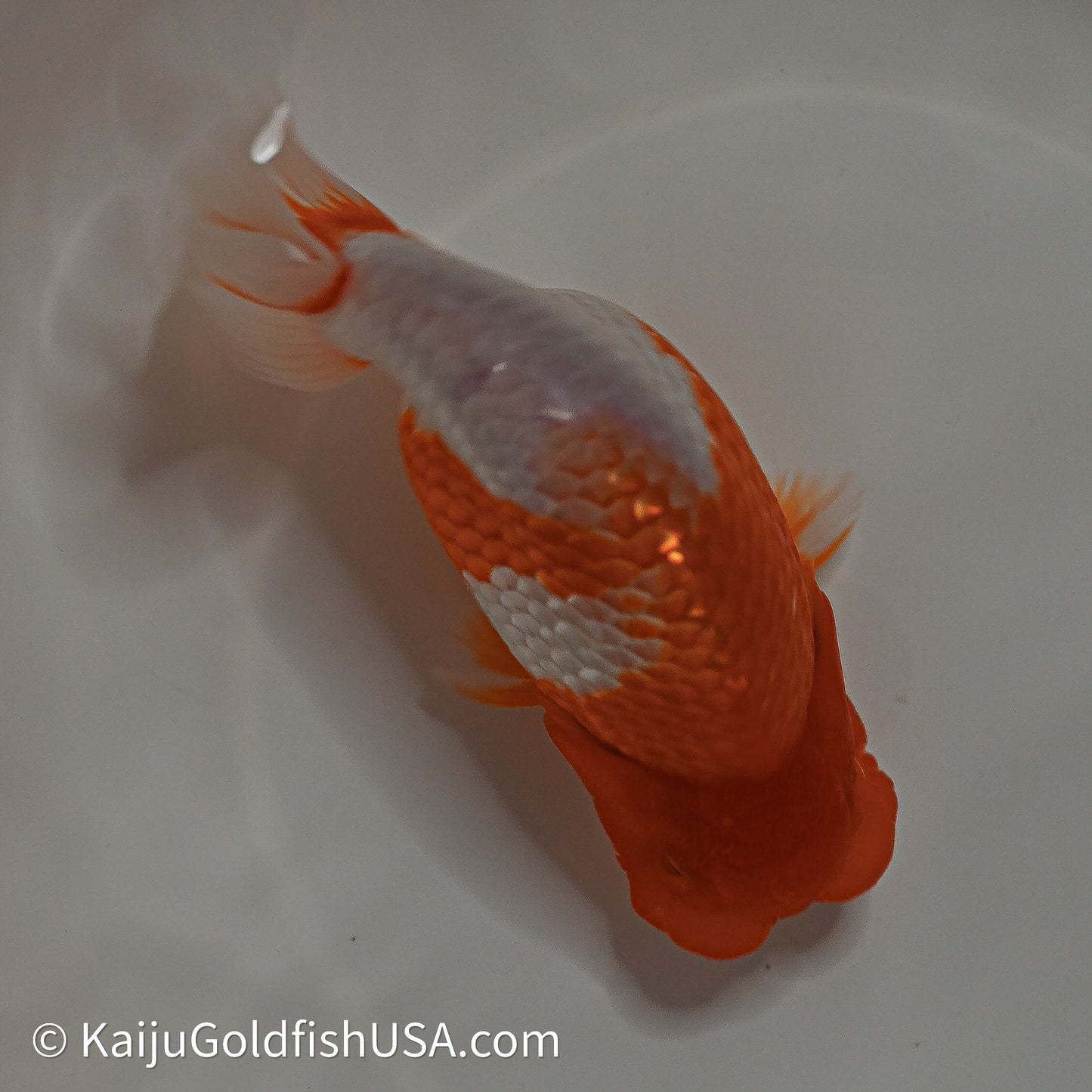 Red White Buffalo Ranchu 4in Body (240614_RC04) - Kaiju Goldfish USA
