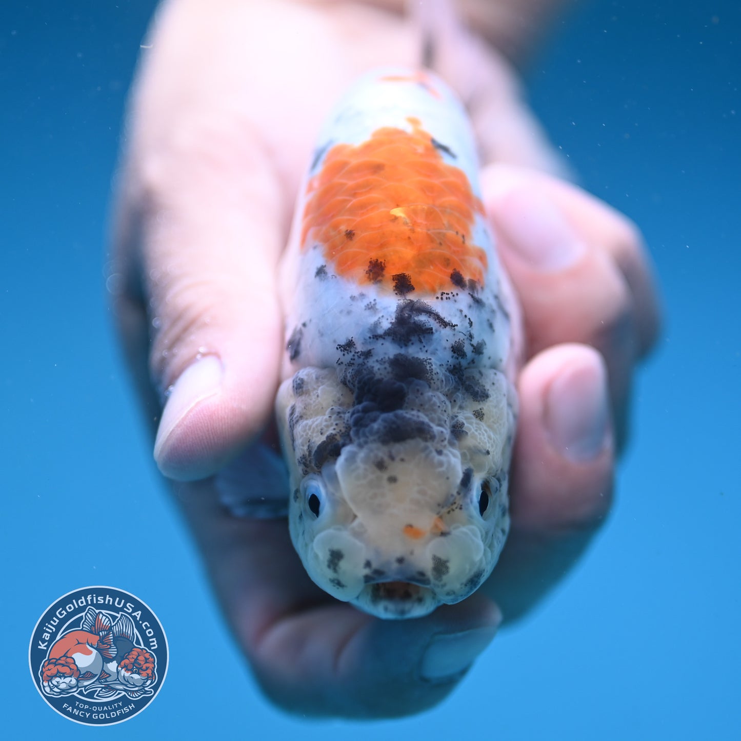 Tricolor Sakura Ranchu 4 inch Body (250822_RC04)