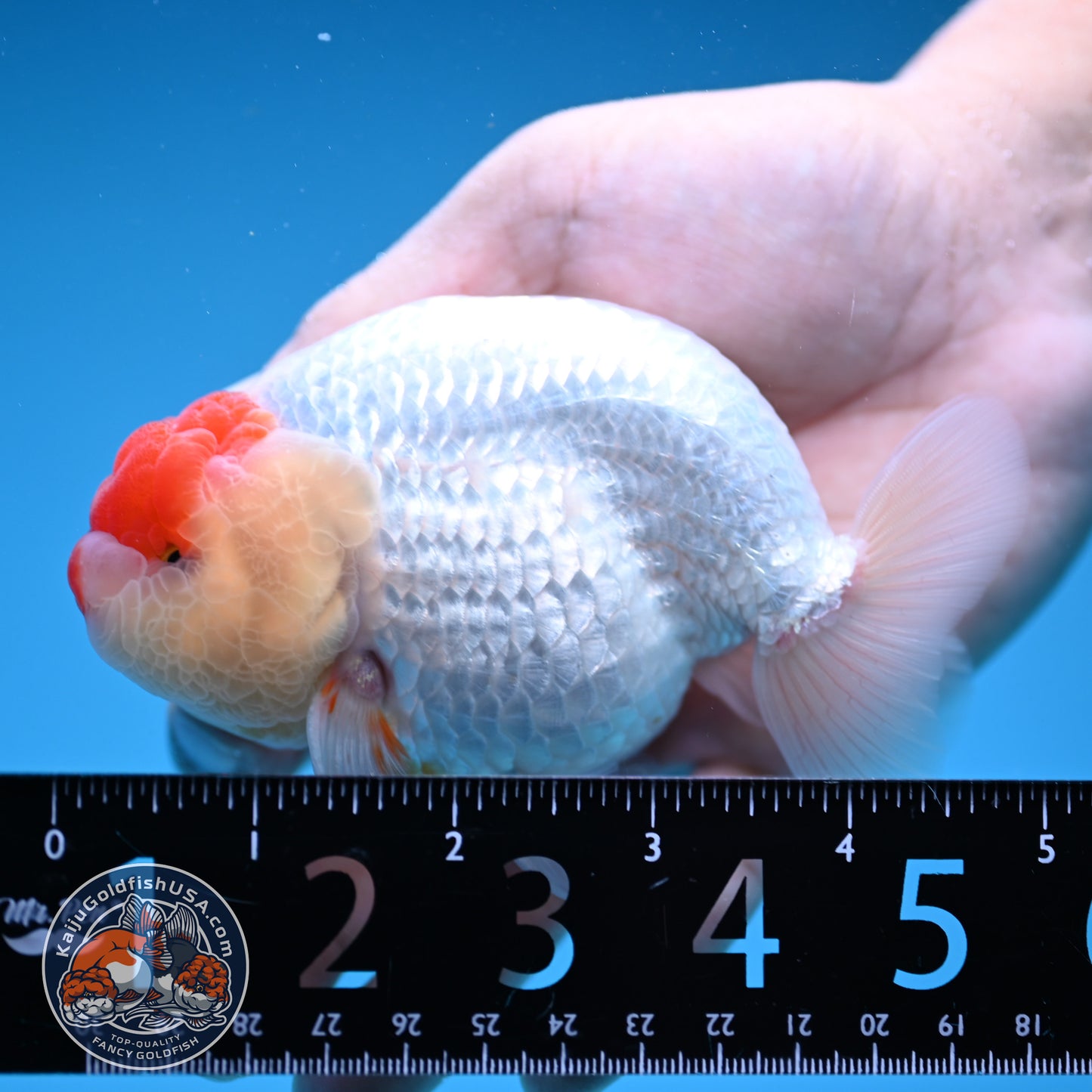 Tancho Buffalo Ranchu 4 inch Body (250912_RC04)