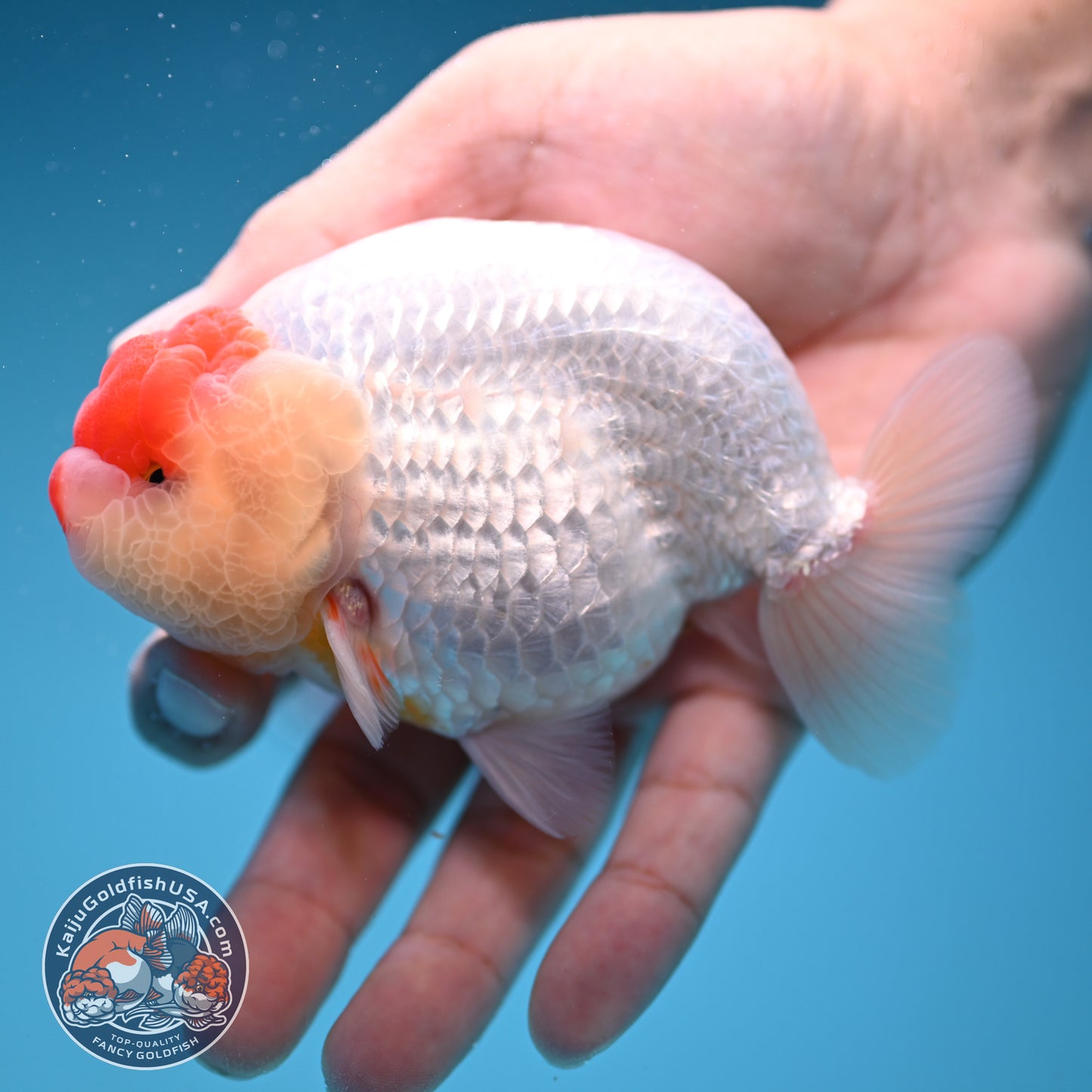 Tancho Buffalo Ranchu 4 inch Body (250912_RC04)