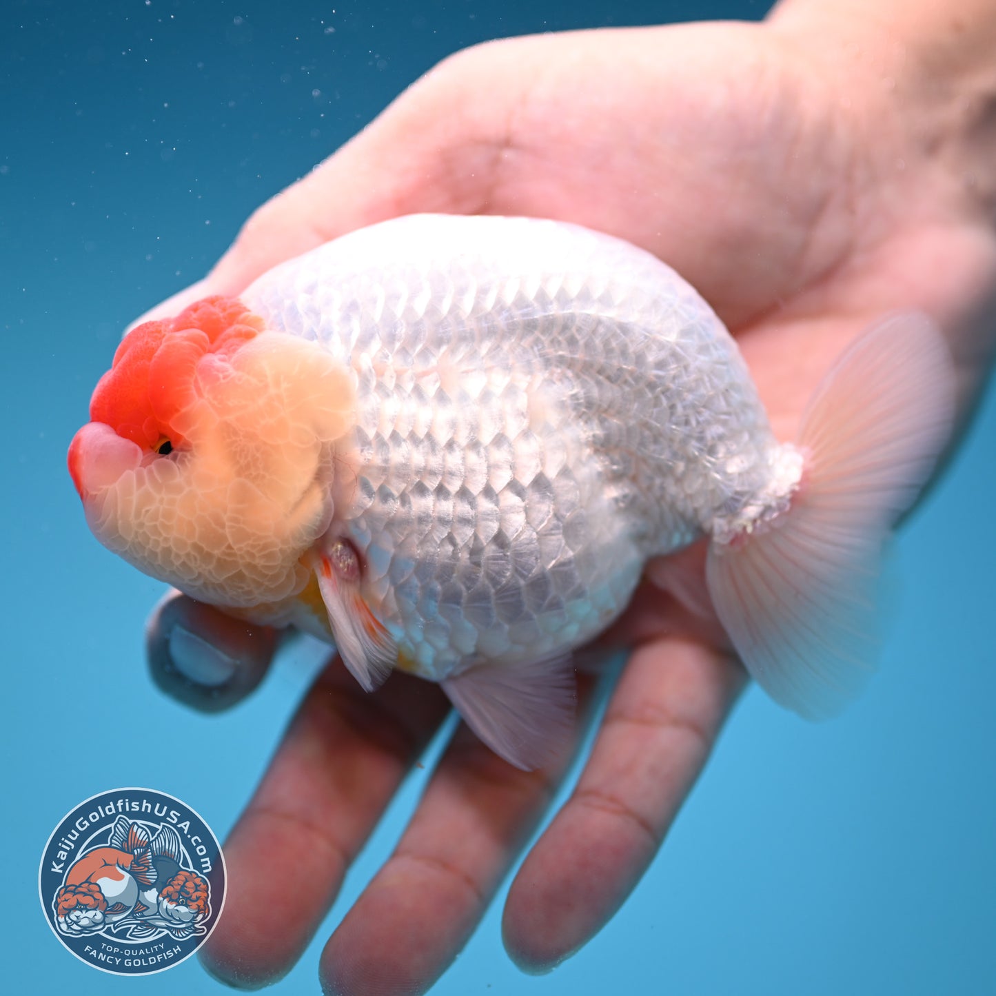 Tancho Buffalo Ranchu 4 inch Body (250912_RC04)
