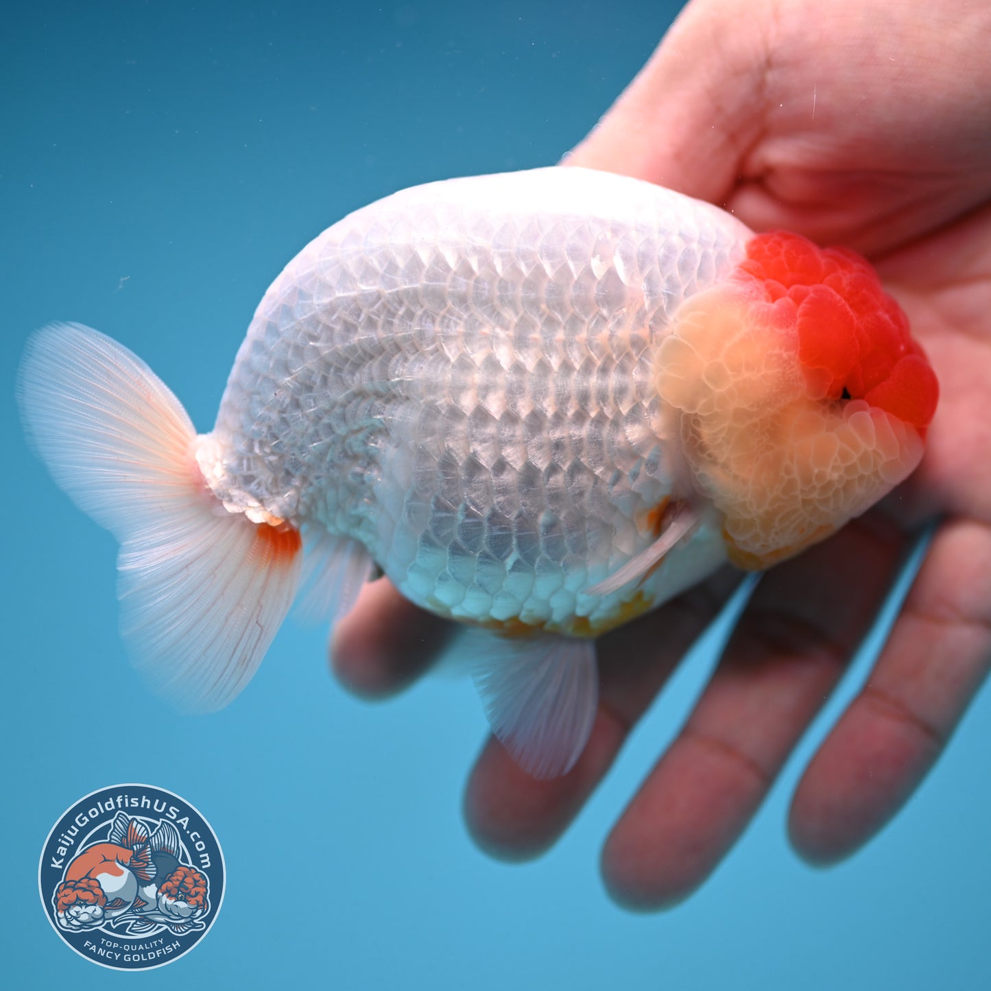 Tancho Buffalo Ranchu 4 inch Body (250912_RC04)