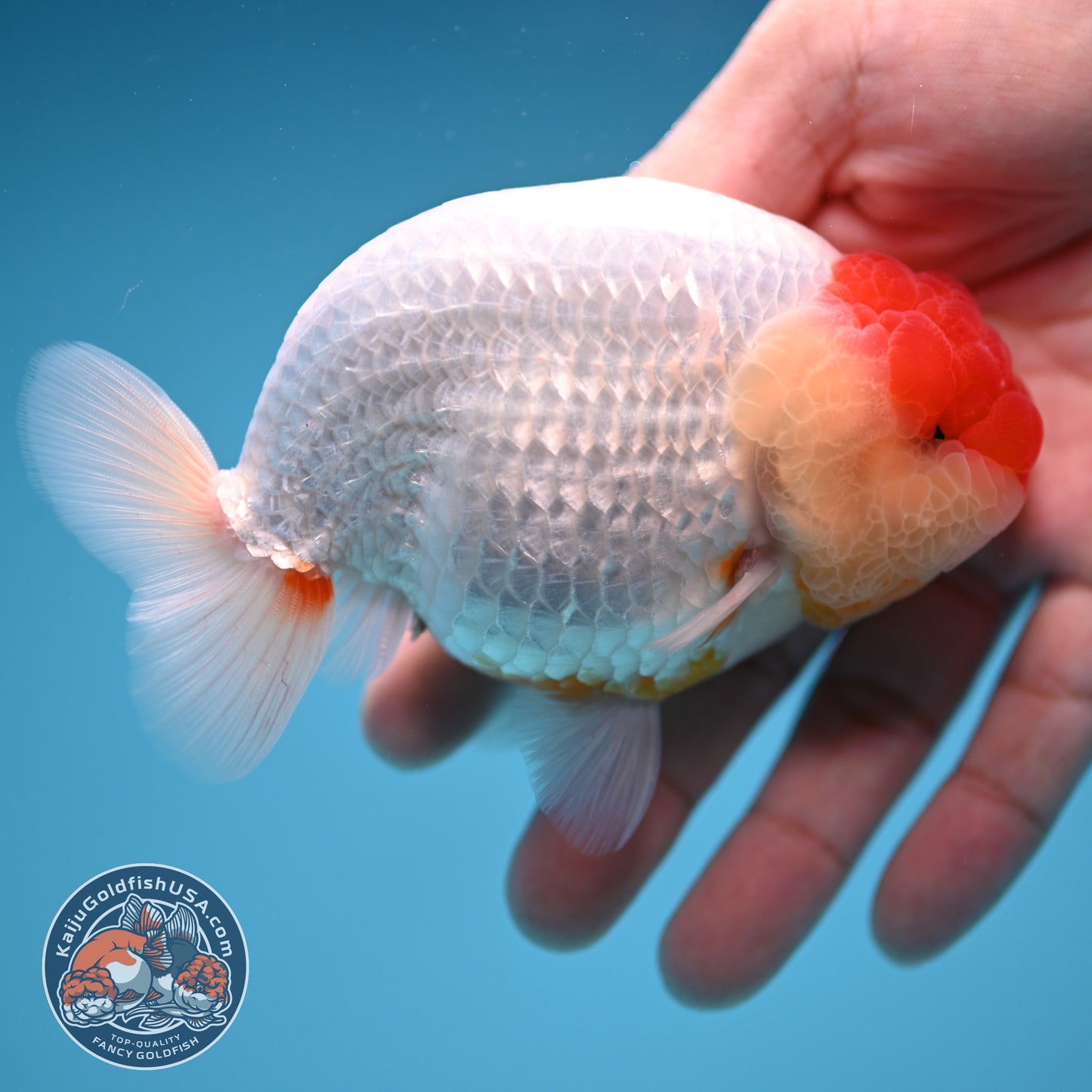 Tancho Buffalo Ranchu 4 inch Body (250912_RC04)