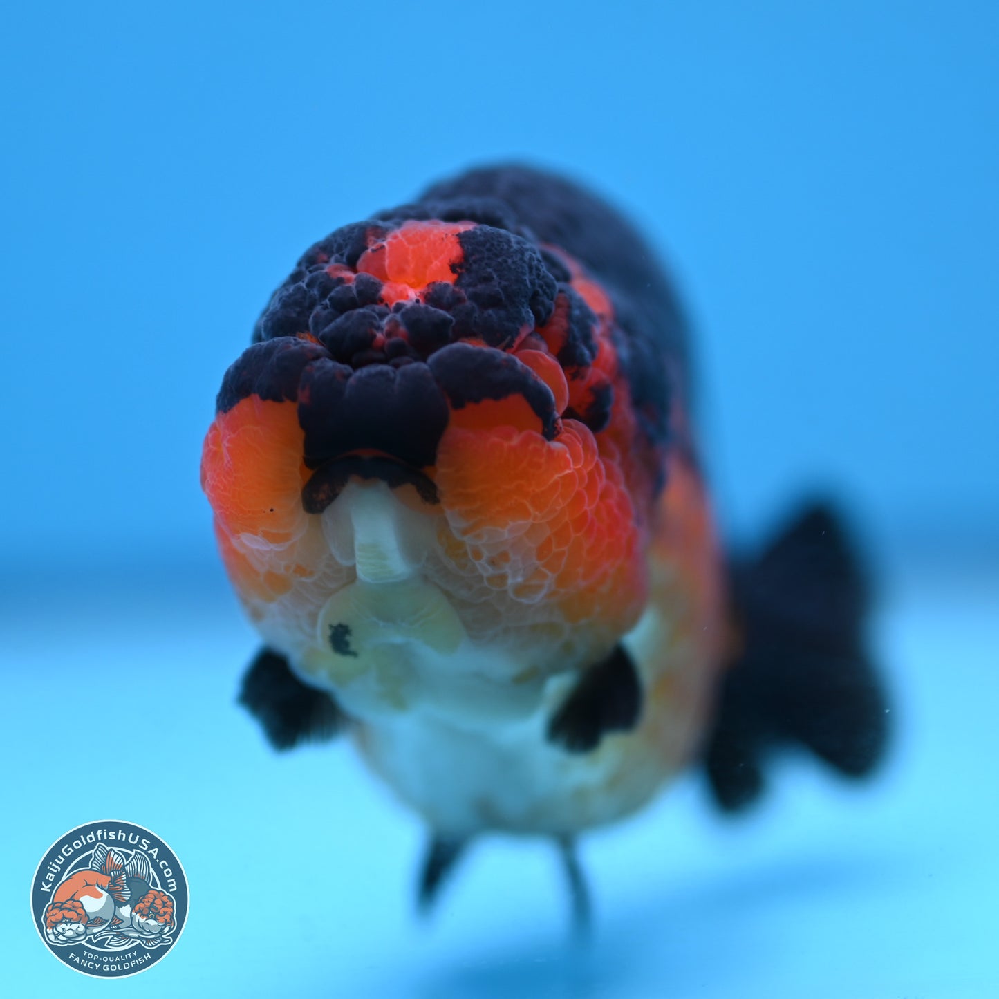 Tiny Tail Apache Ranchu 5.5 inches (241018_RC05) - Kaiju Goldfish USA
