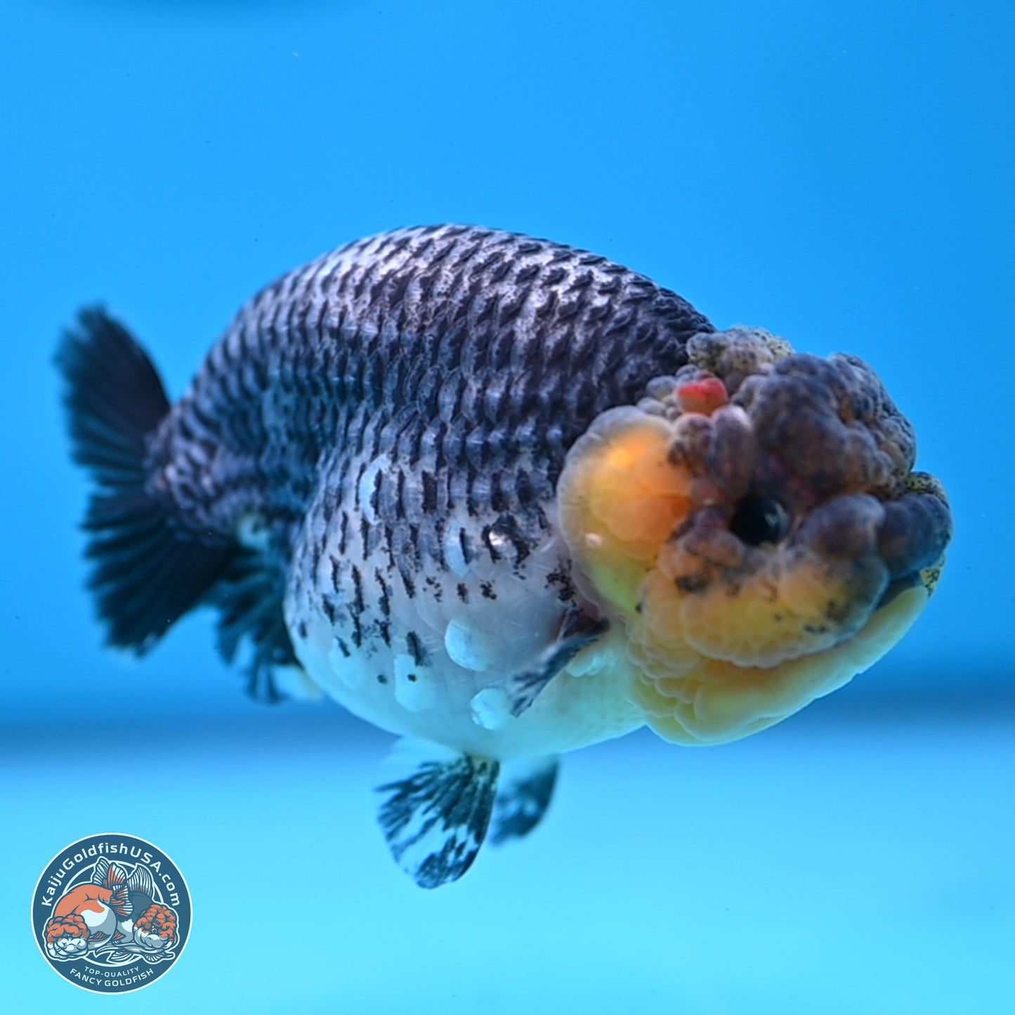 Blue Based Kirin Ranchu 3.8 inches Body - Female (250228_RC05)