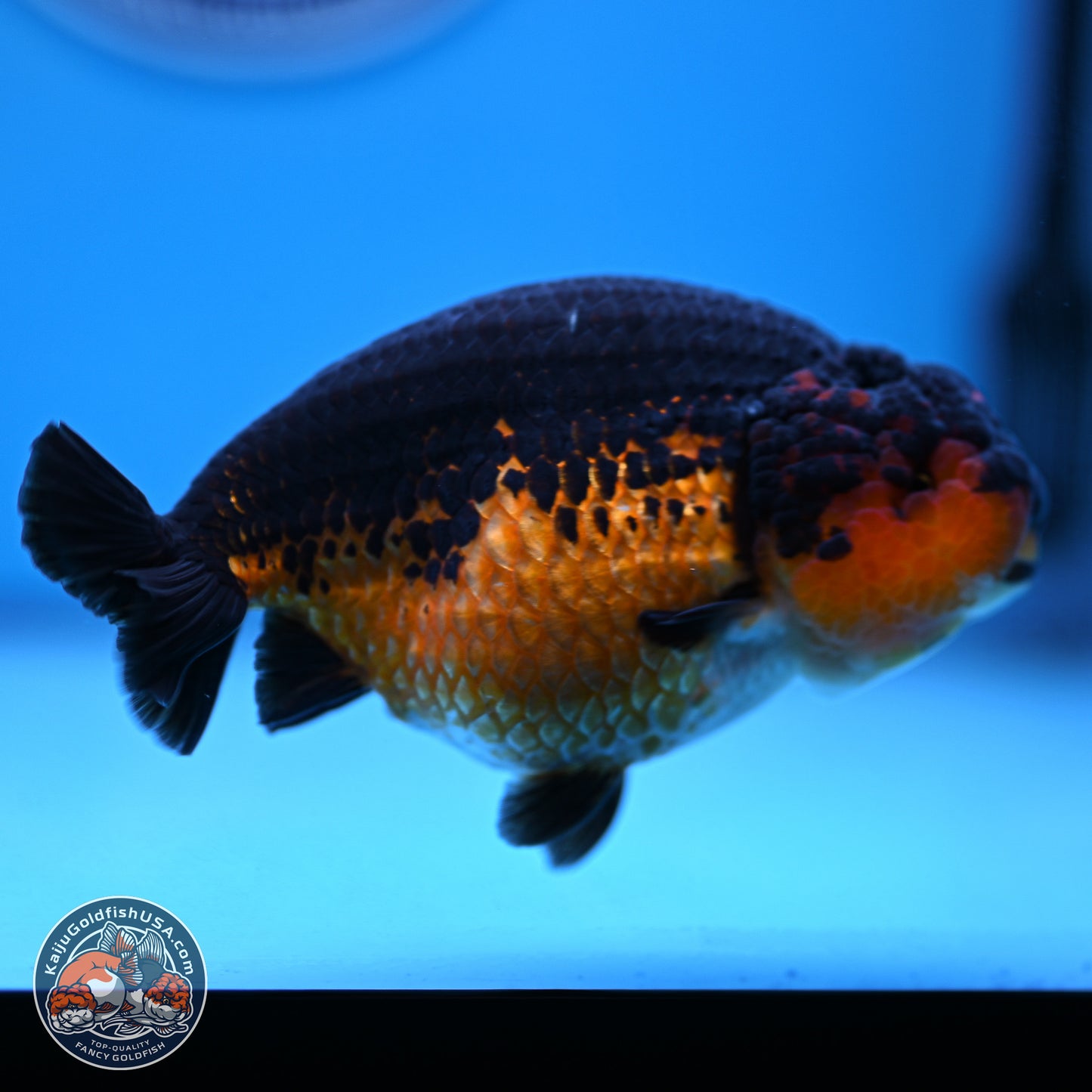 Tiny Tail Apache Ranchu 5.5 inches (241018_RC05) - Kaiju Goldfish USA