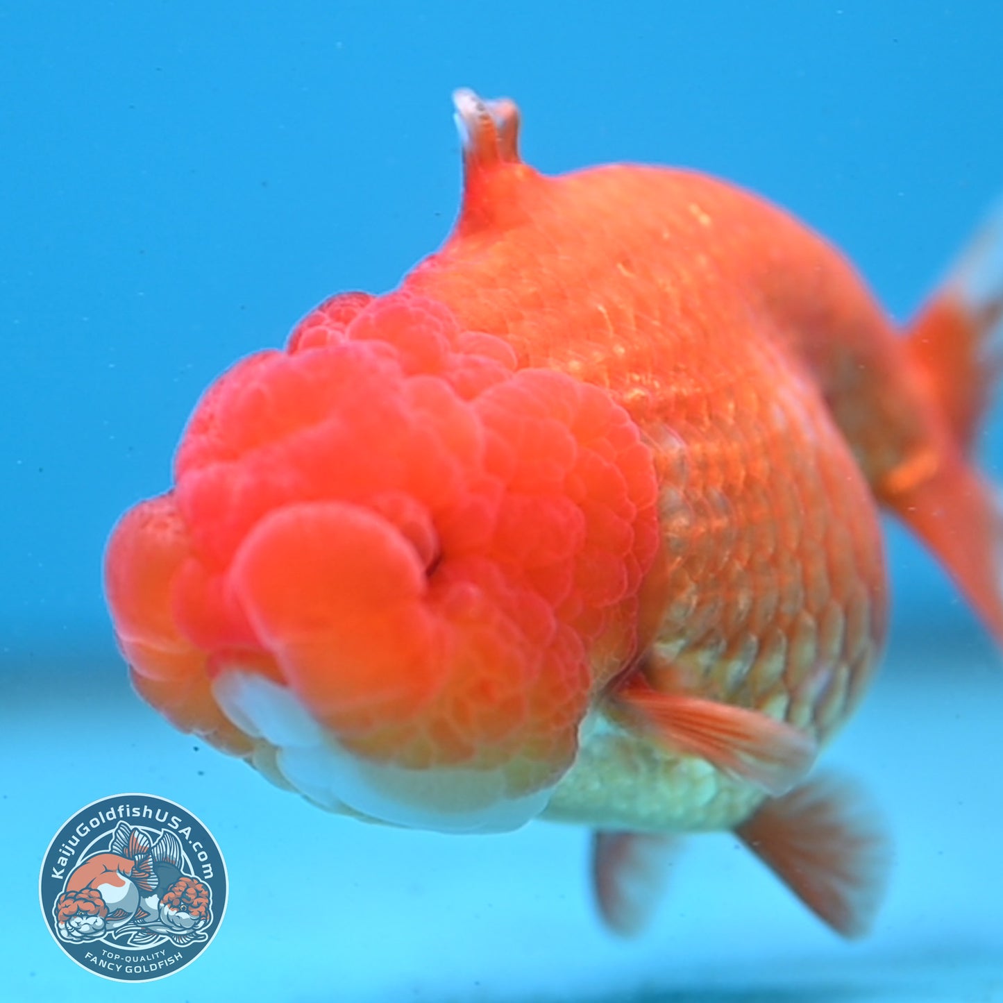 Red White Sharkfin Buffalo Ranchu 4 inch Body (251003_RC05)