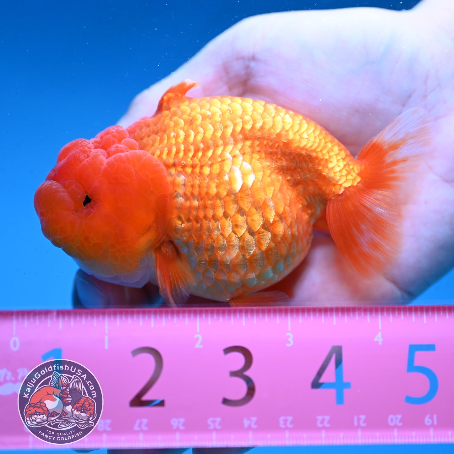 Red White Sharkfin Buffalo Ranchu 4 inch Body (251003_RC05)
